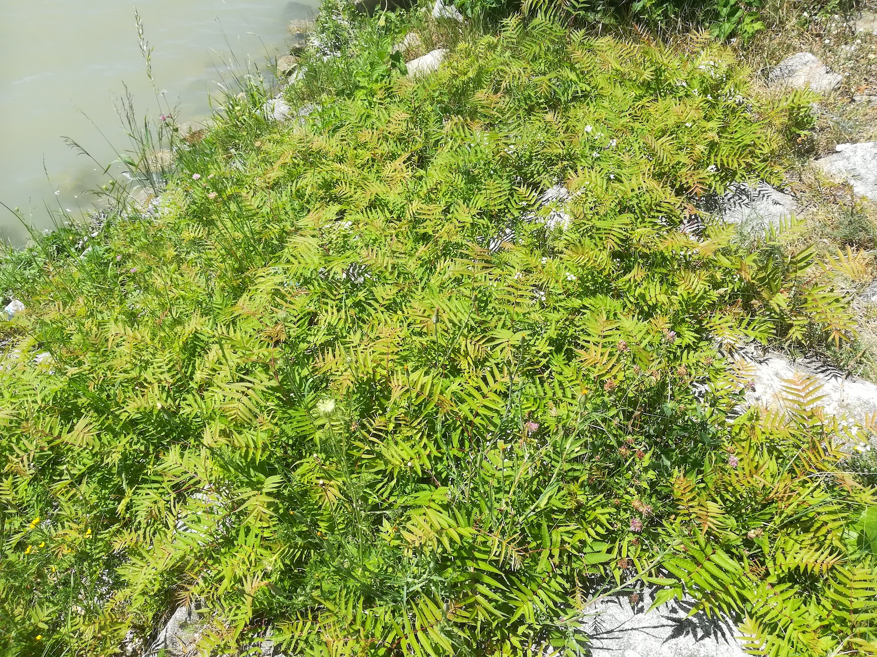 sorbaria sorbifolia donauinsel donauseitig höhe wasserspielplatz_20200710_135229.jpg