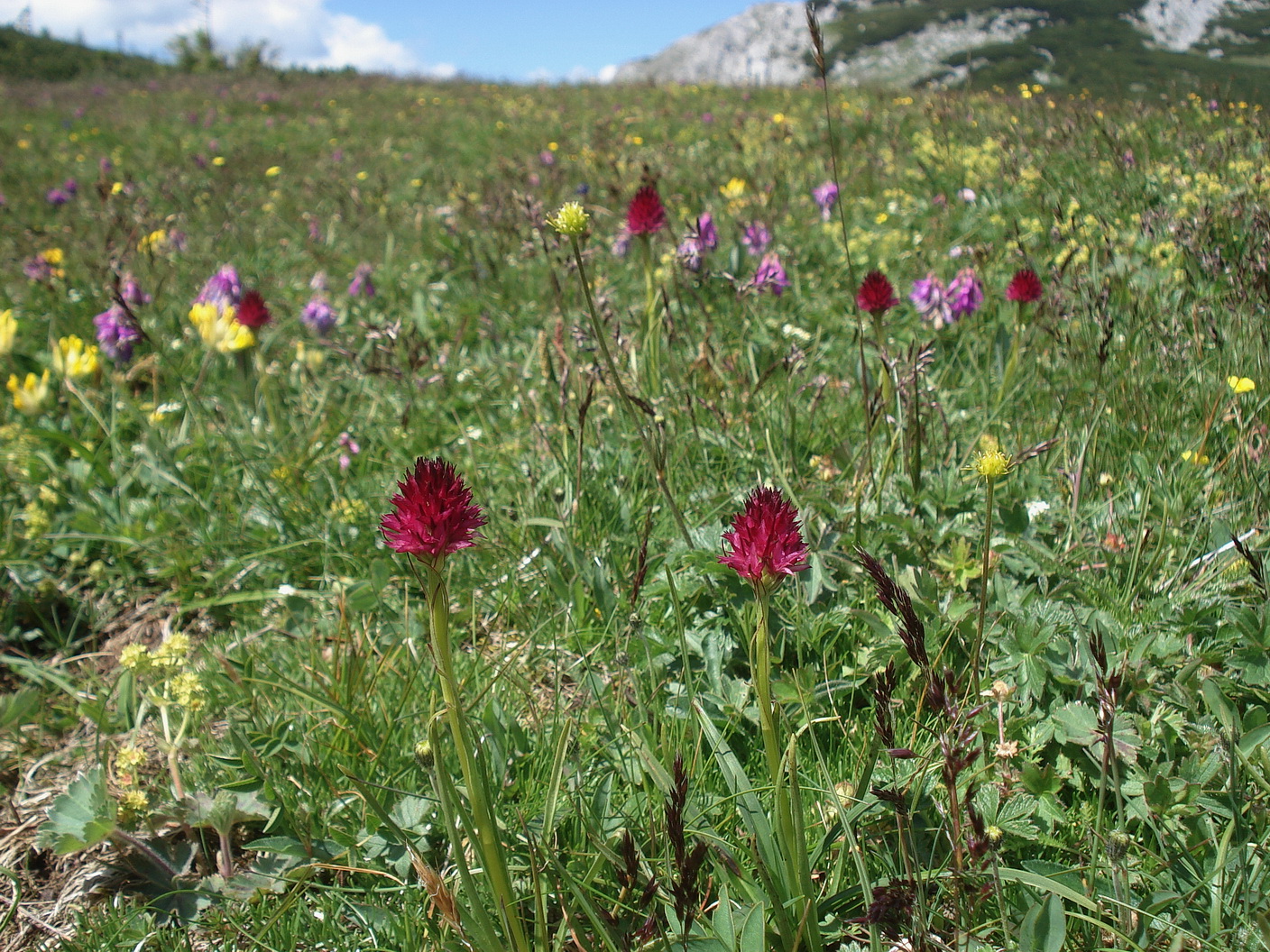 Trenchtling-Kohlröserlboden 9.Juli.20.JPG