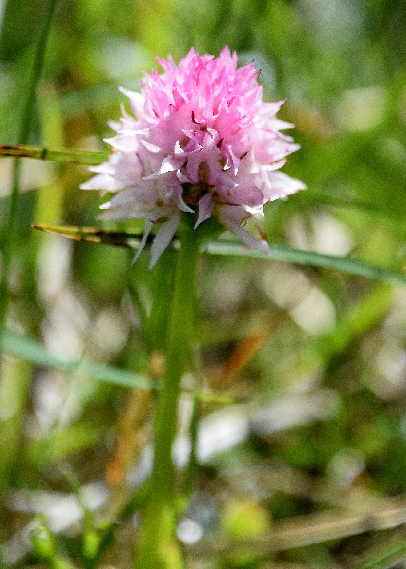 Göller-10072020-(160) -  - Nigritella widderi - Widder-Kohlröschen.JPG