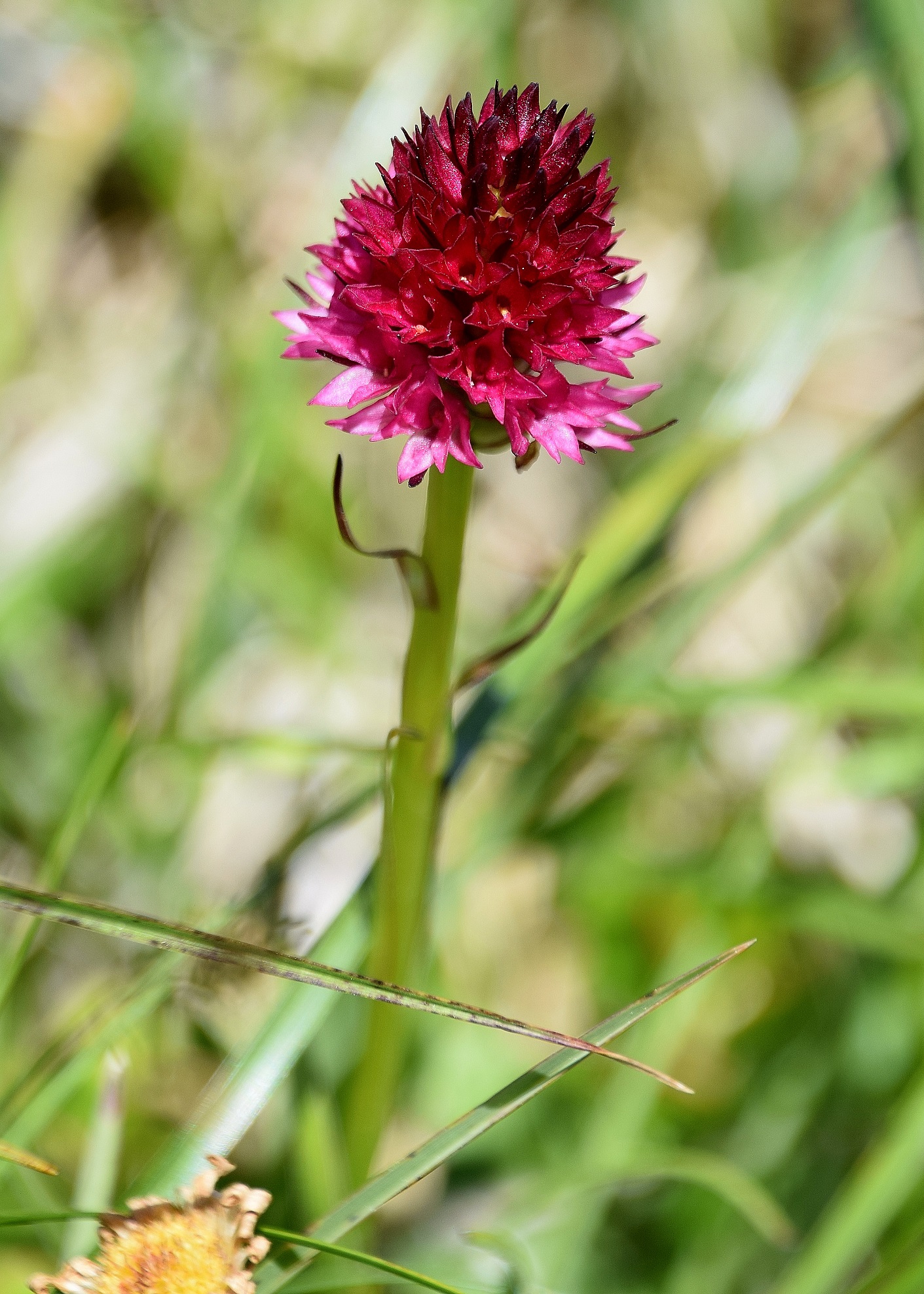 Göller-10072020-(179) -  - Nigritella bicolor - Zweifarben-Kohlröschen.JPG