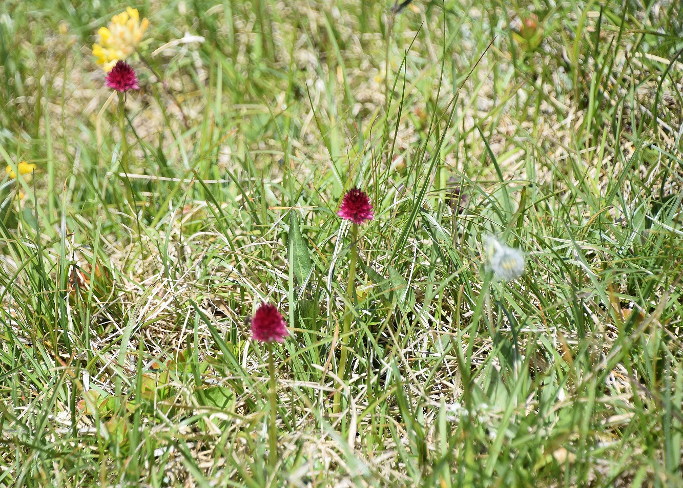 Göller-10072020-(231) -  - Nigritella bicolor - Zweifarben-Kohlröschen.JPG