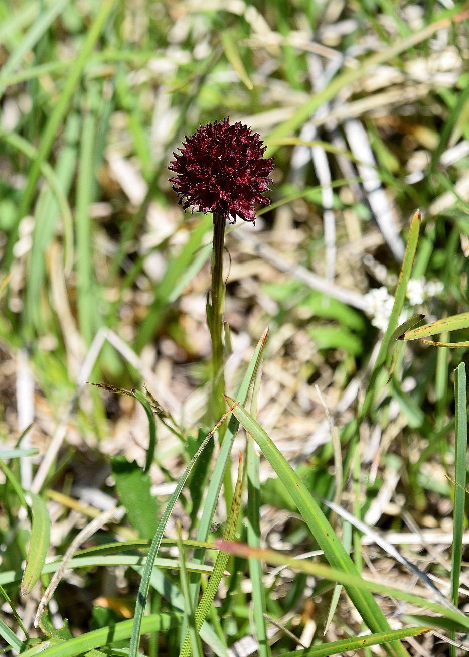 Göller-10072020-(189) -  - Nigritella austriaca - Österreich-Kohlröschen.JPG