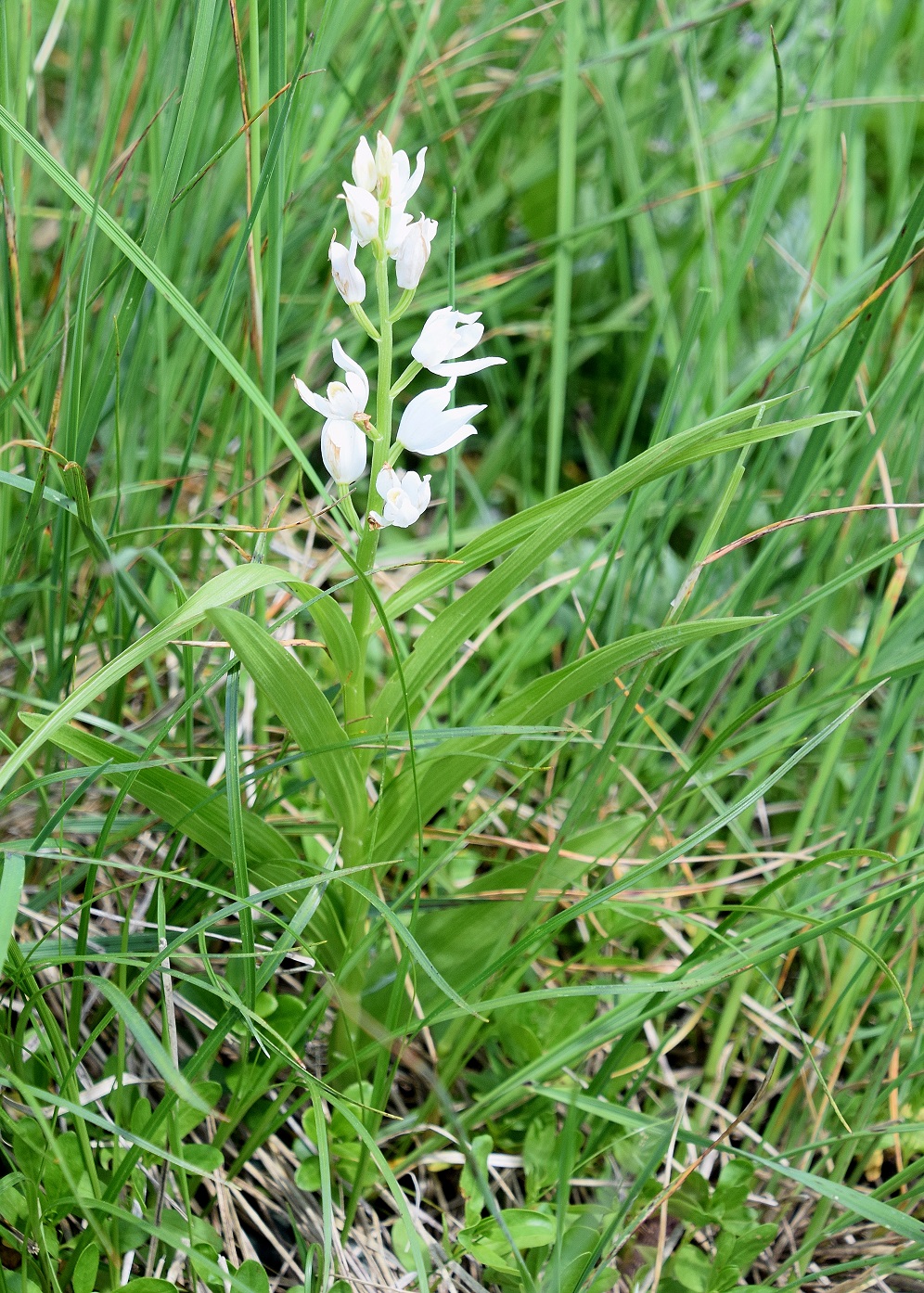 Göller-10072020-(246) - Cephalantera longifolia - Schmalblatt-Waldvögelein – auf 1720 m.JPG