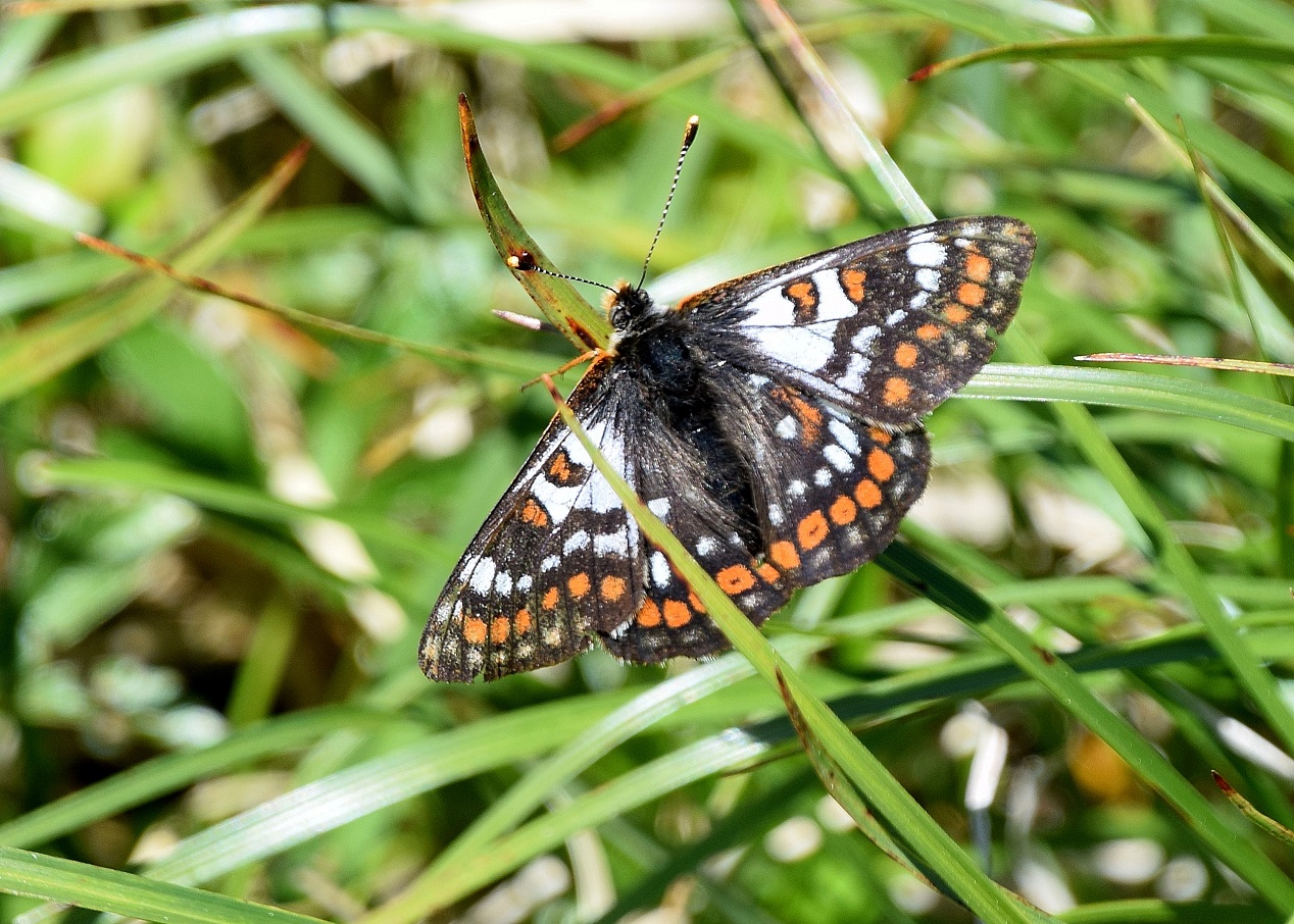 Göller-10072020-(175) -  Euphydryas cynthia - Alpen-Scheckenfalter.JPG