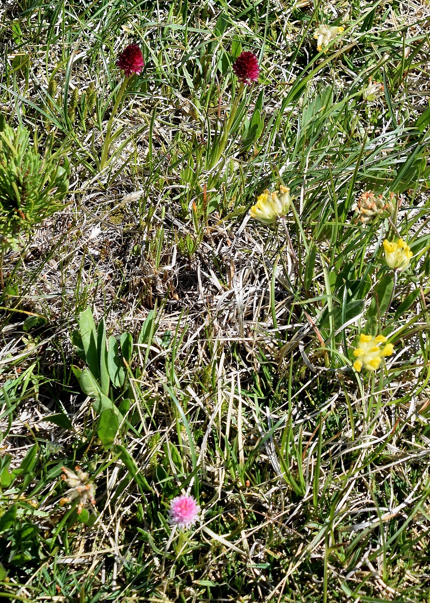 Göller-10072020-(181) -  - Nigritella bicolor - Zweifarben-Kohlröschen und Nigritella widderi - Widder-Kohlröschen.JPG