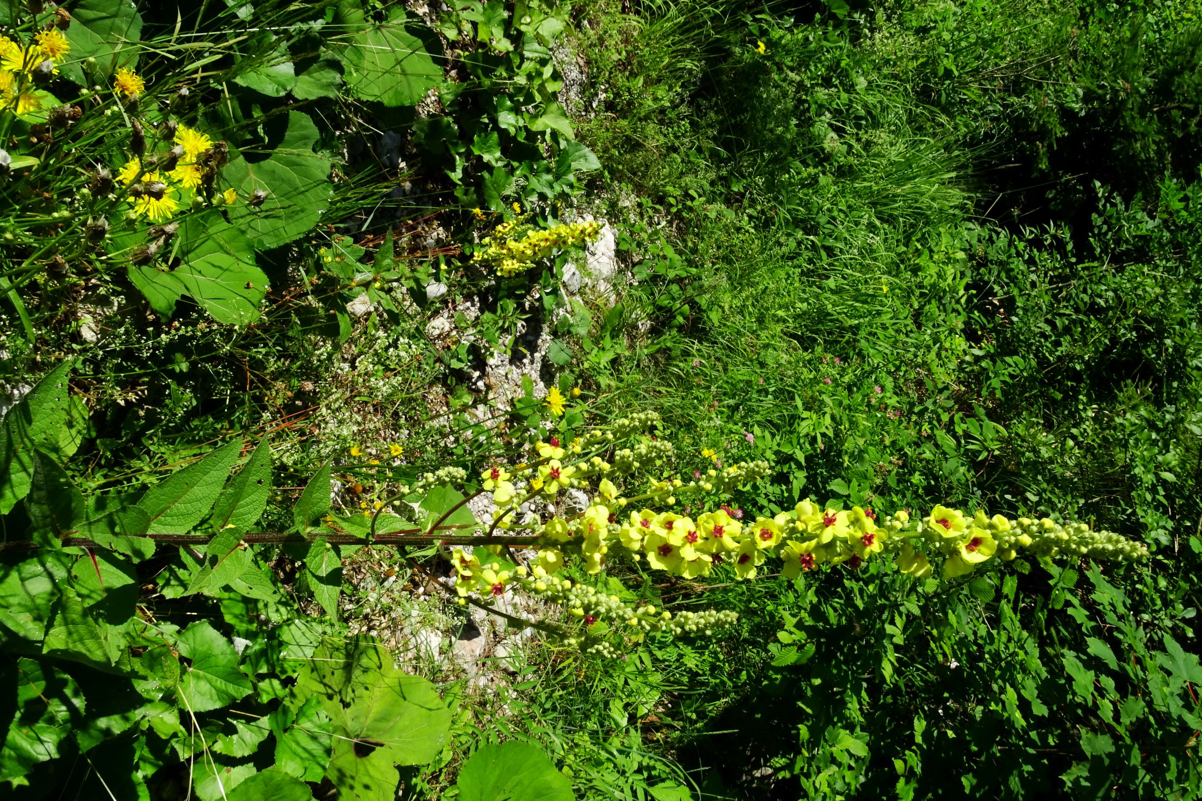 DSC07906 verbascum cf. chaixii austriacum.JPG