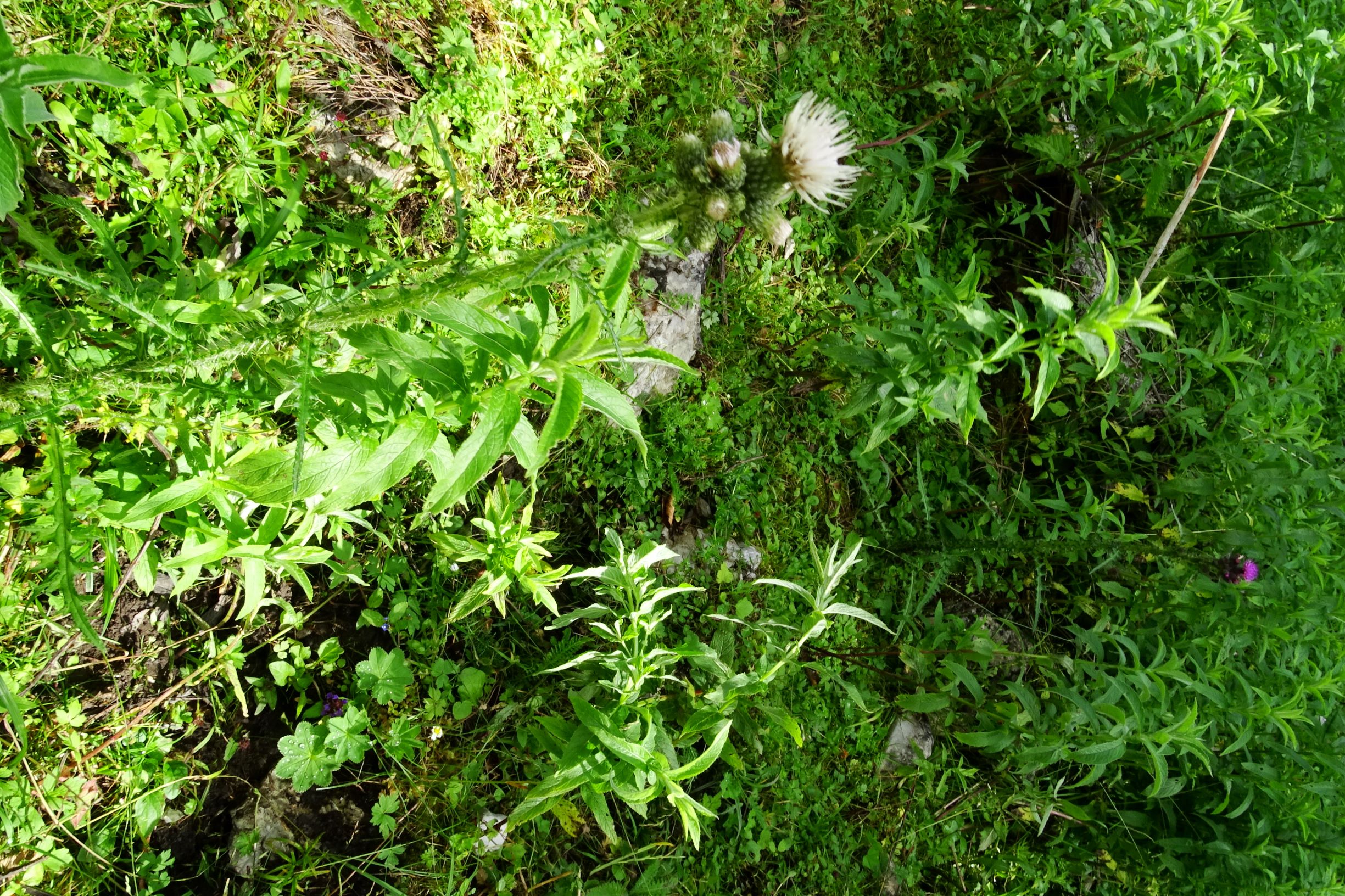 DSC07035 cirsium palustre.JPG