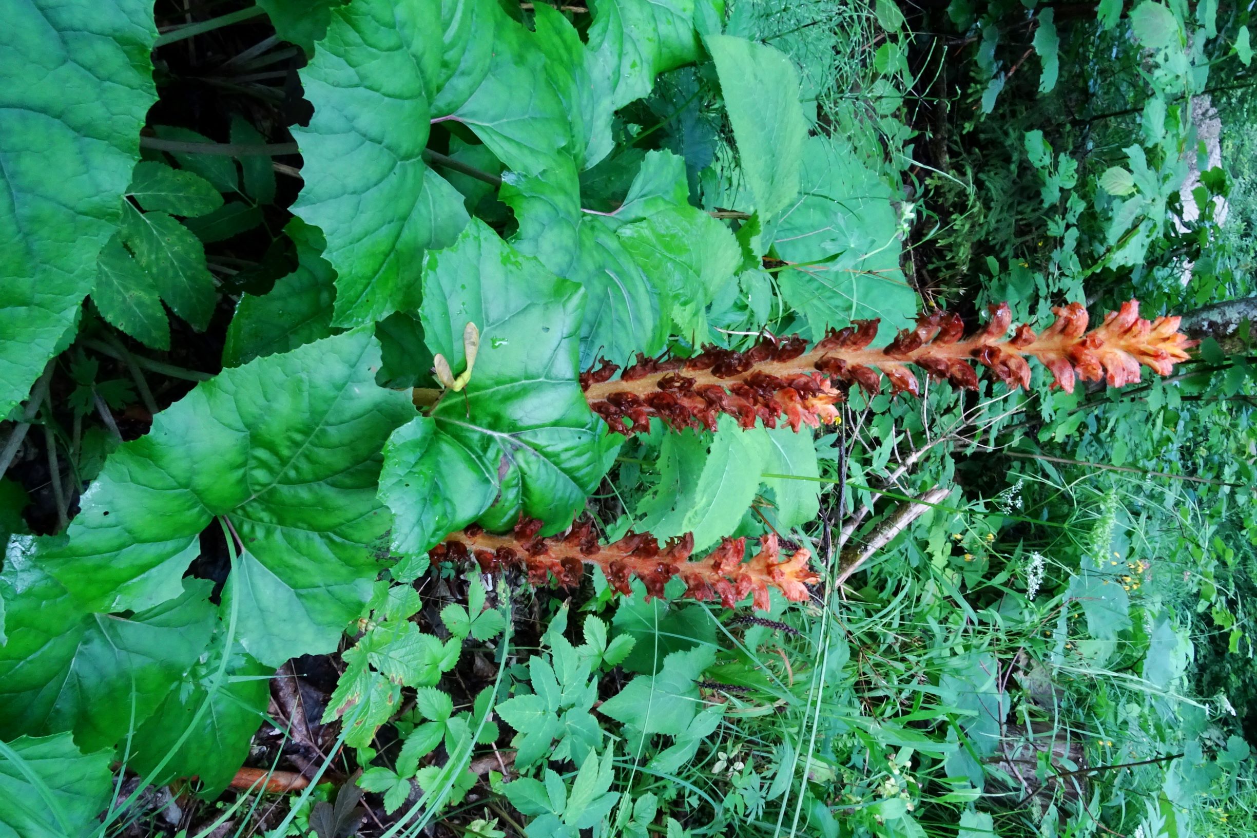 DSC06771 orobanche cf. flava.JPG