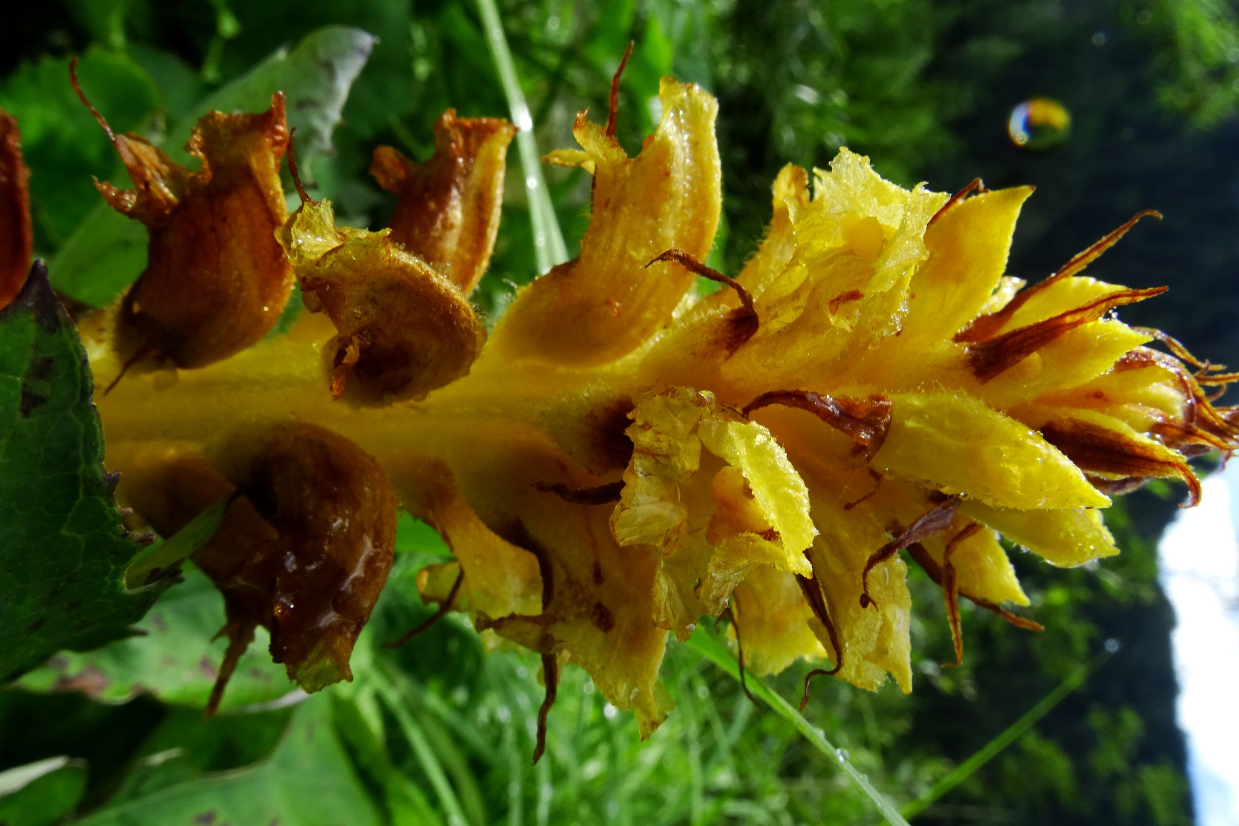 DSC06873 orobanche cf. flava.JPG