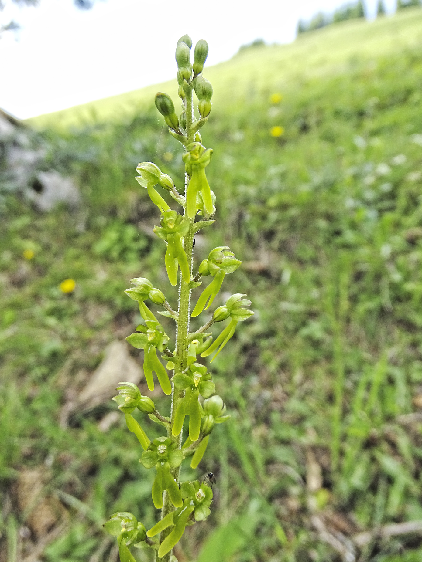 listera ovata_brandkogel.jpg