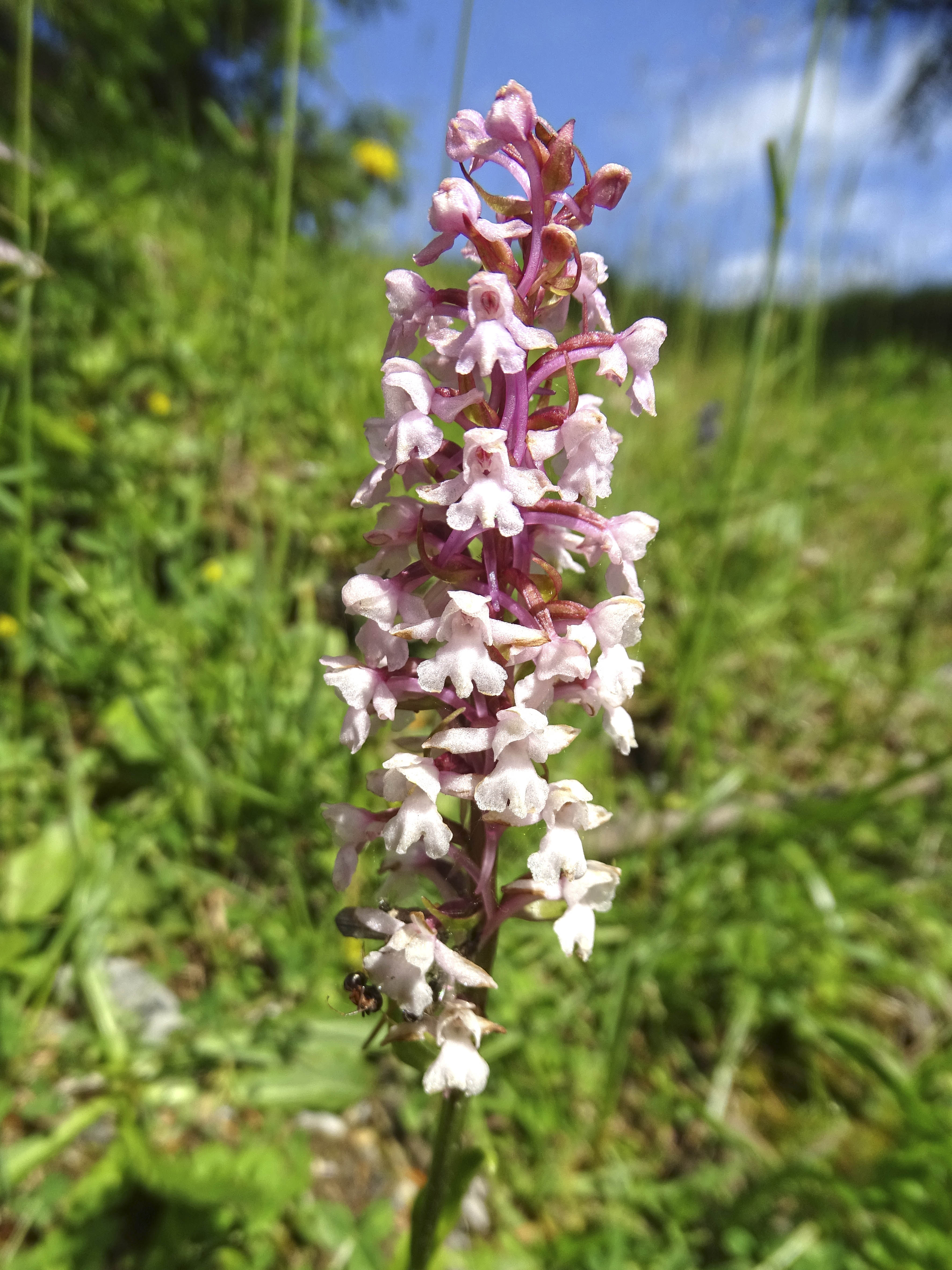 gymnadenia conopsea1_brandkogel.jpg