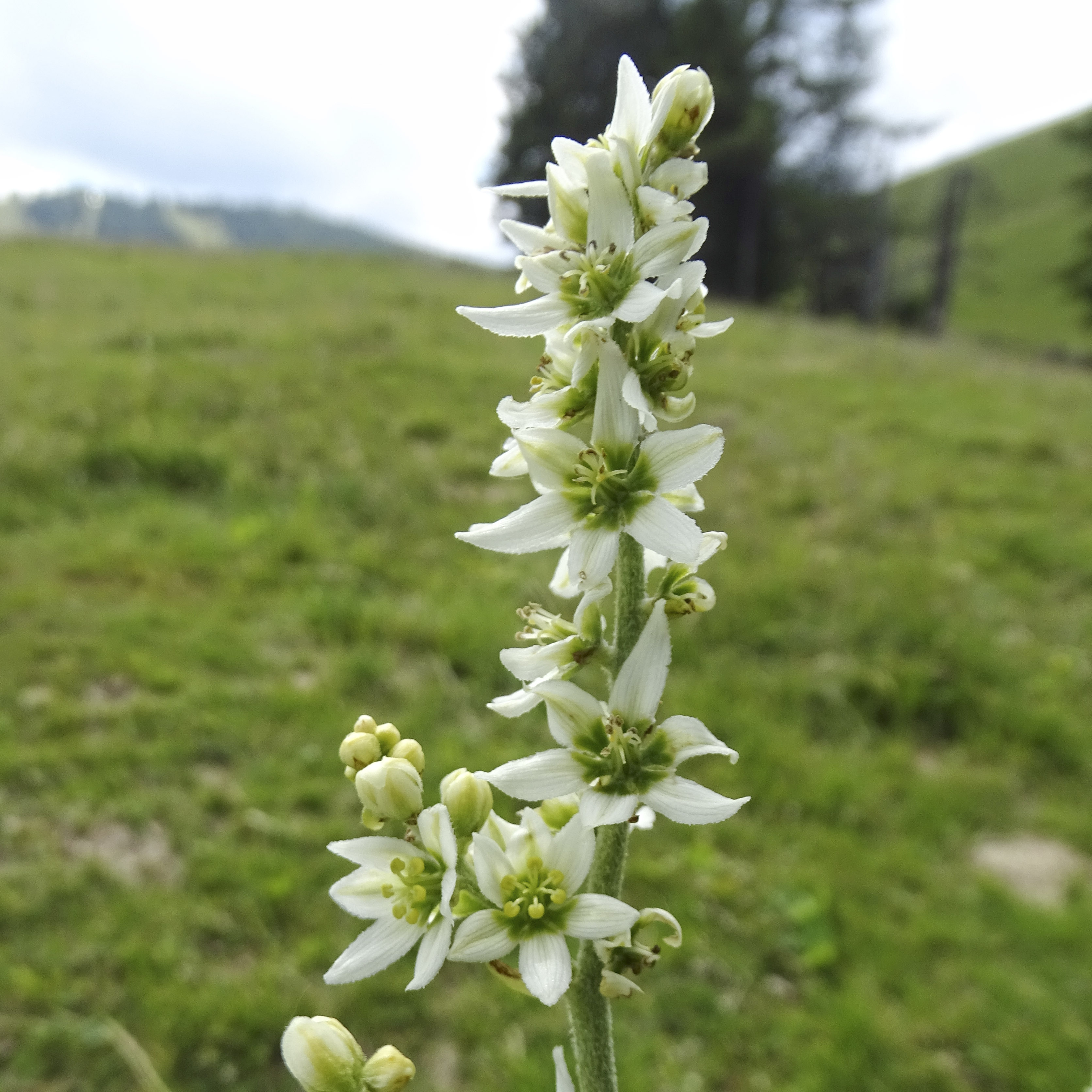 veratrum album_brandkogel.jpg