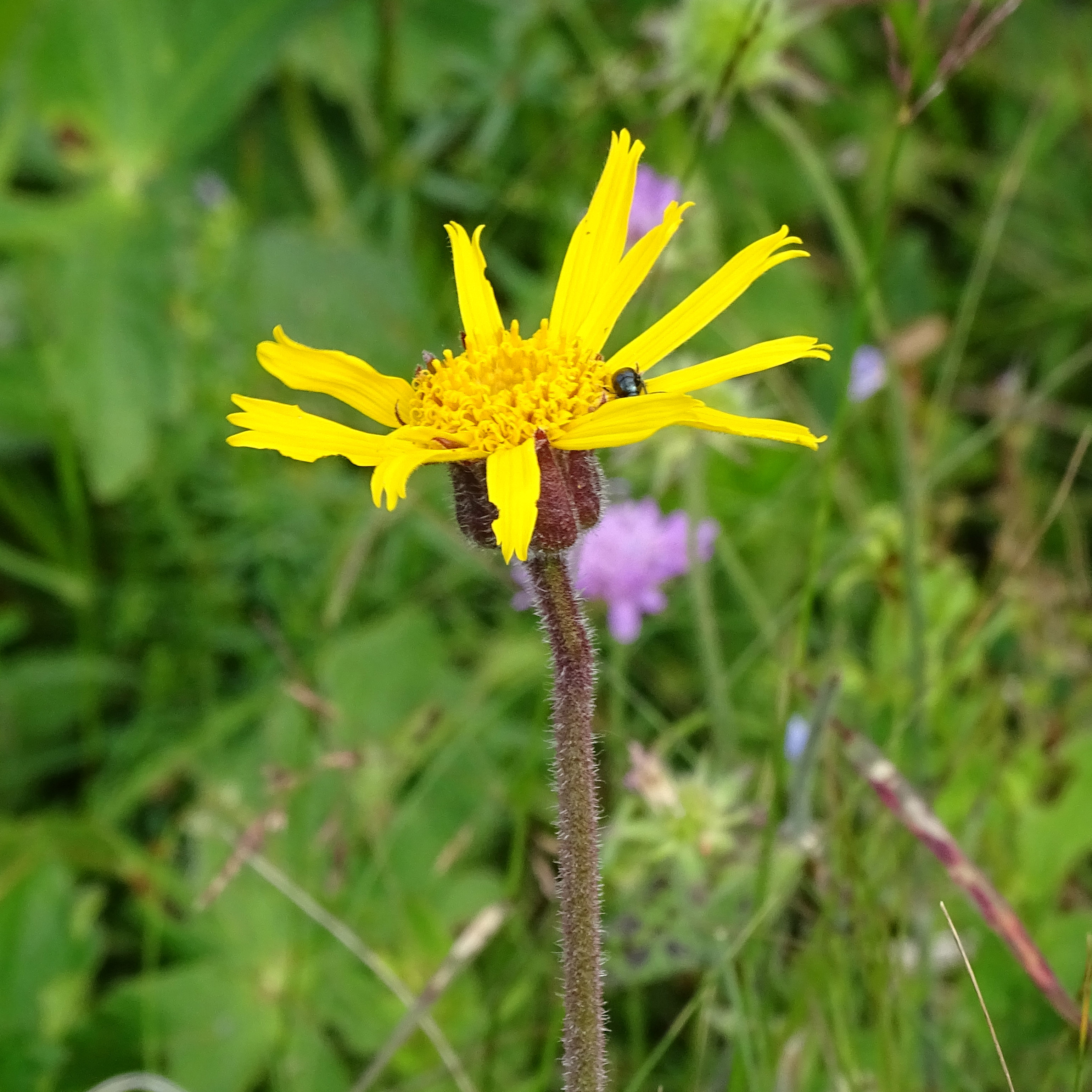 arnica montana_brandkogel.jpg