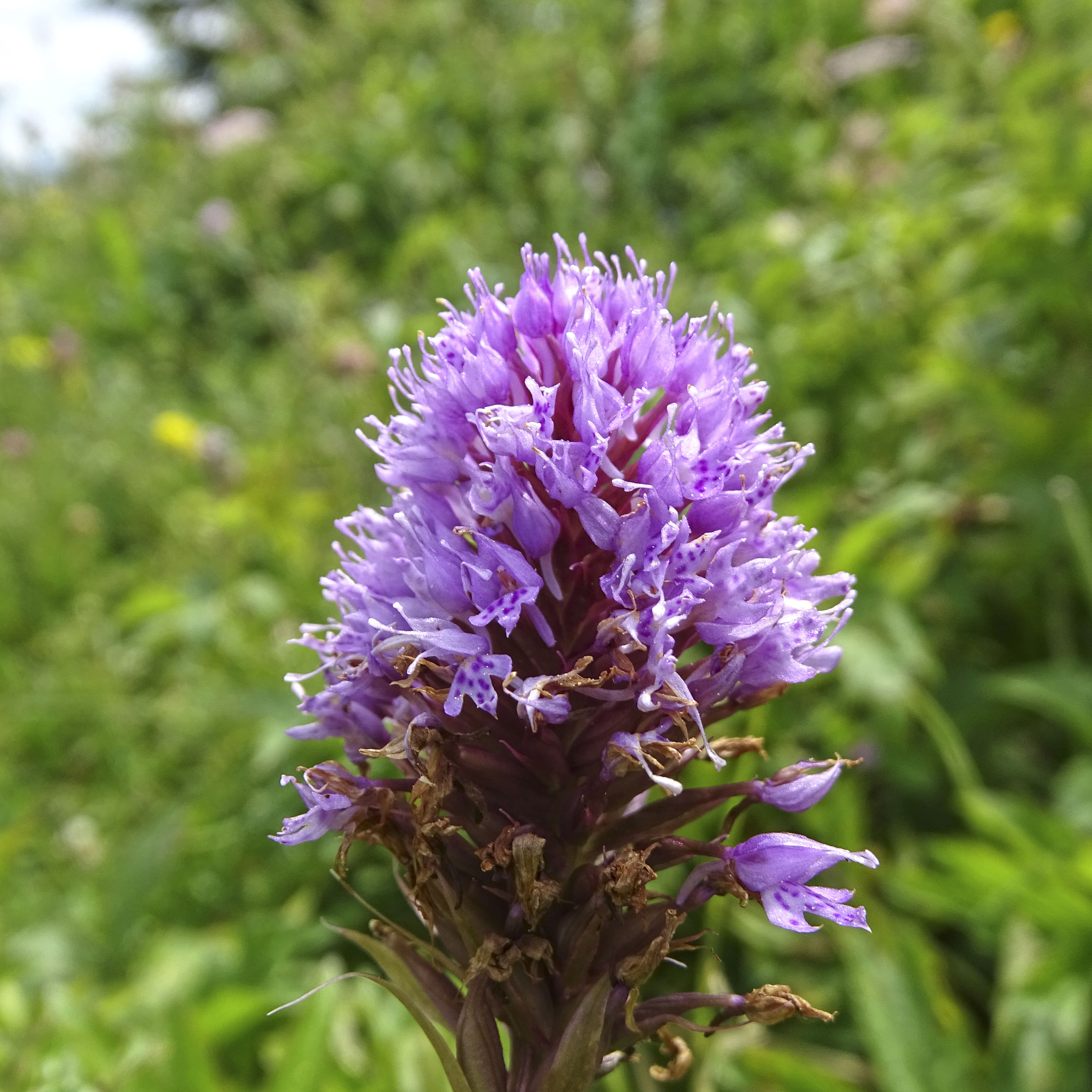 traunsteinera globosa_brandkogel.jpg