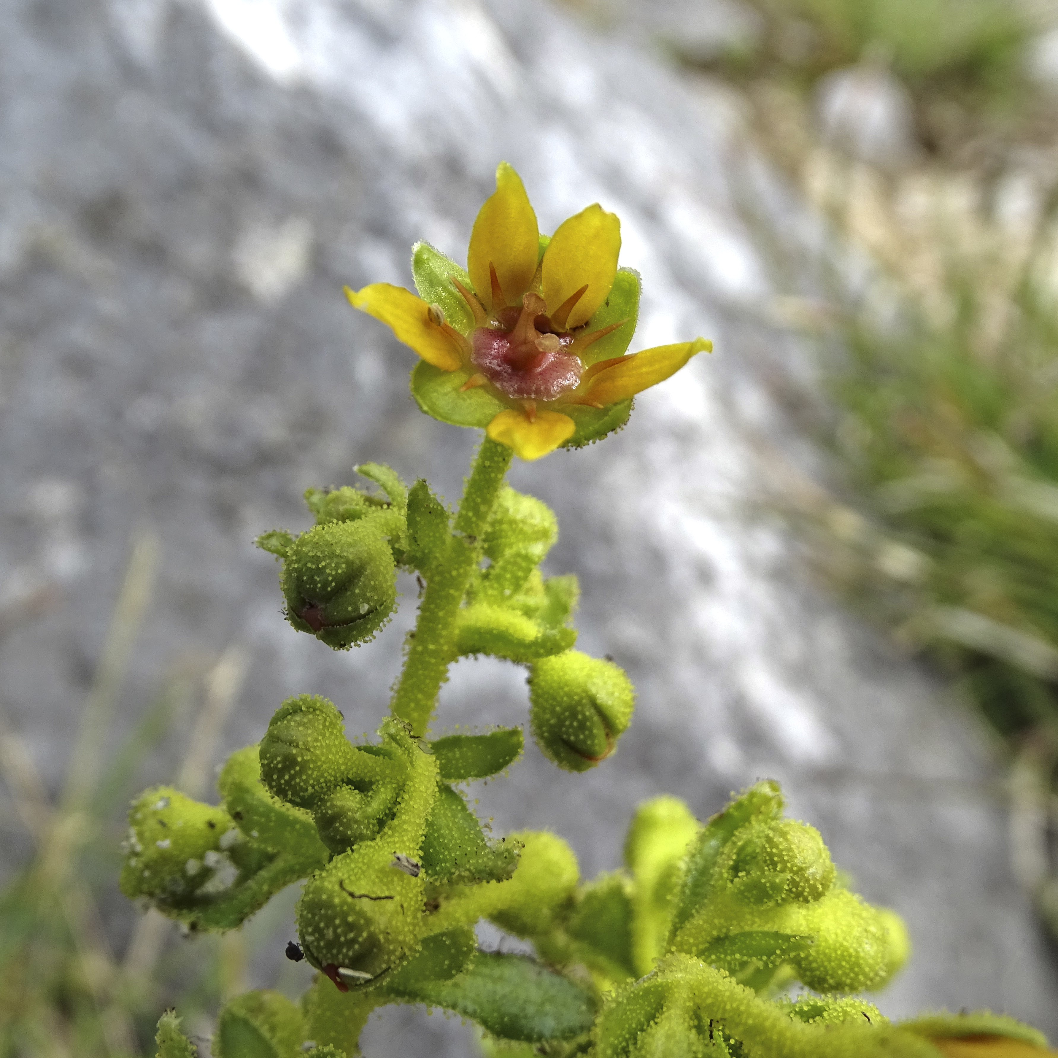 saxifraga mutata_brandkogel.jpg