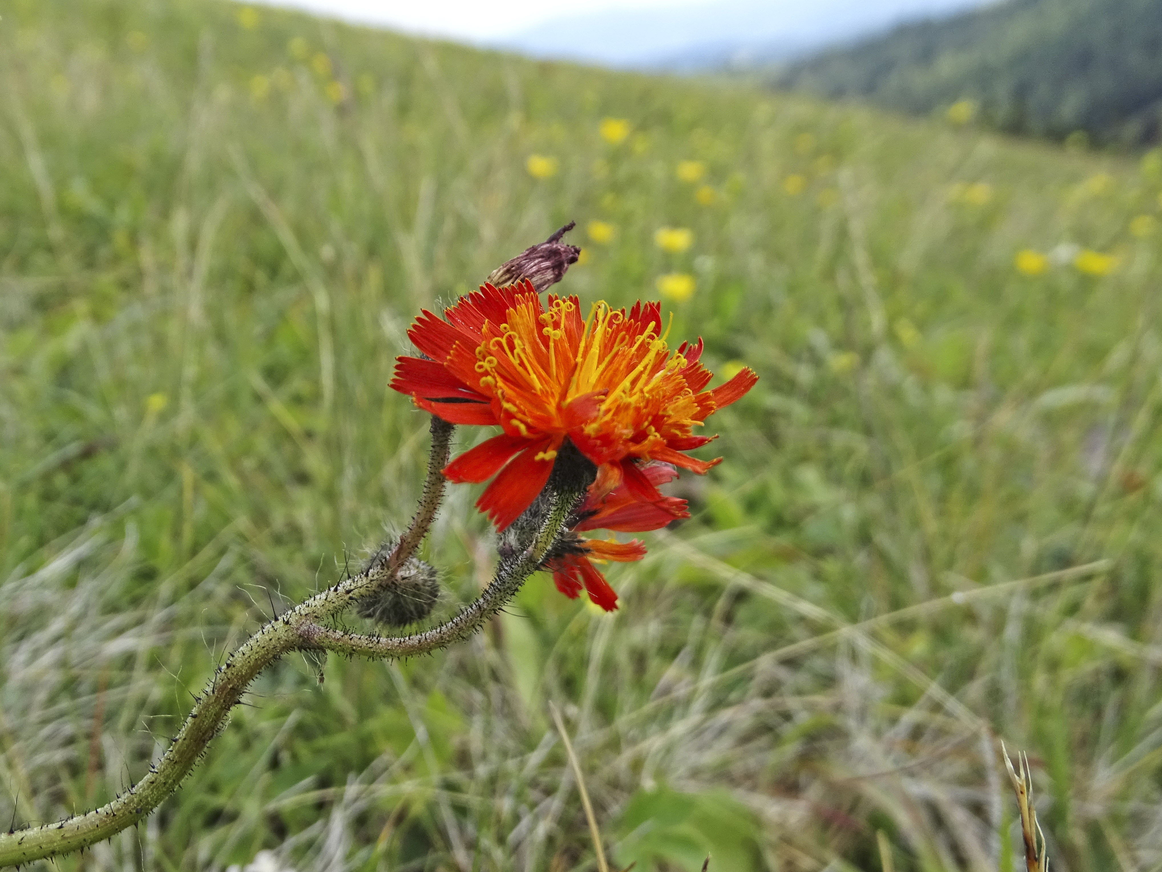 Hieracium aurantiacum_brandkogel.jpg