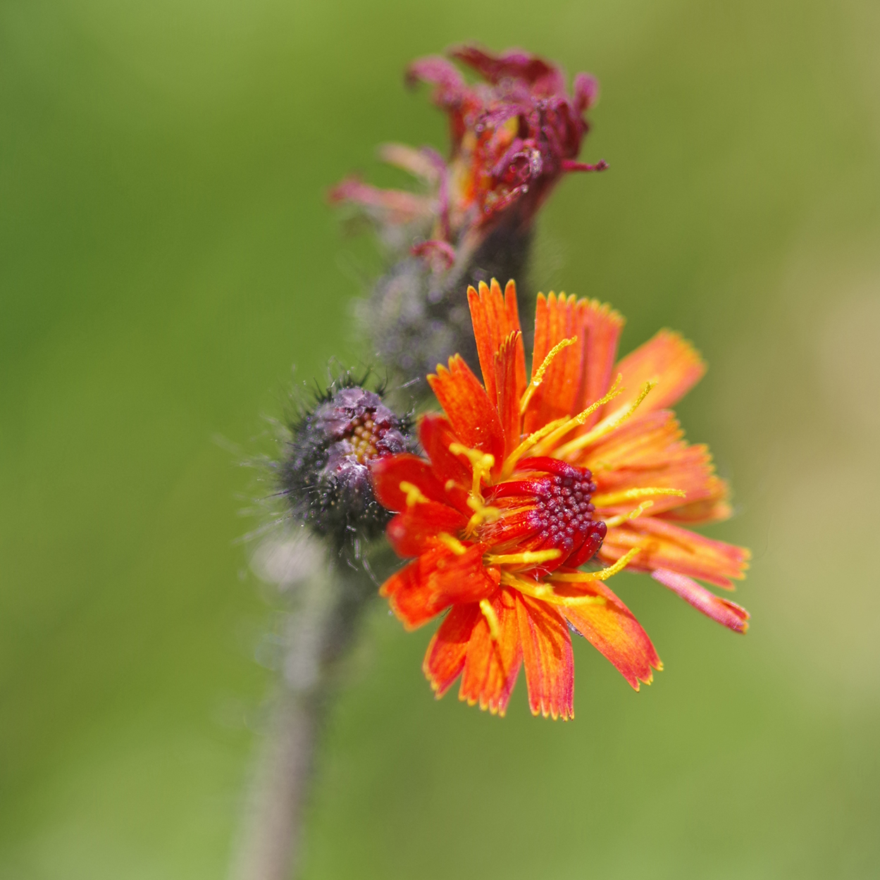 hieracium aurantiacum2_brandkogel.jpg