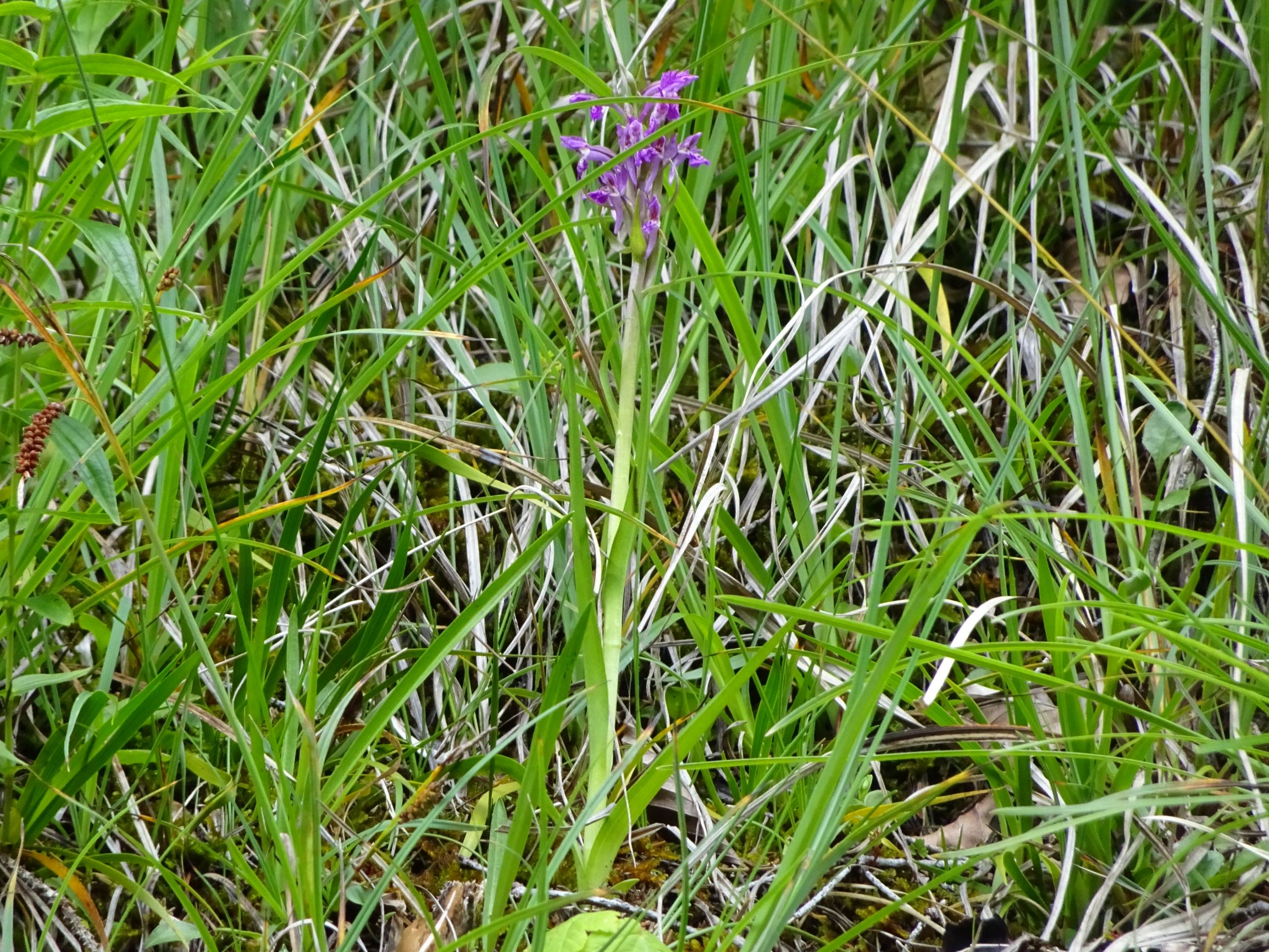 DSC06757 (2) orchidee.JPG