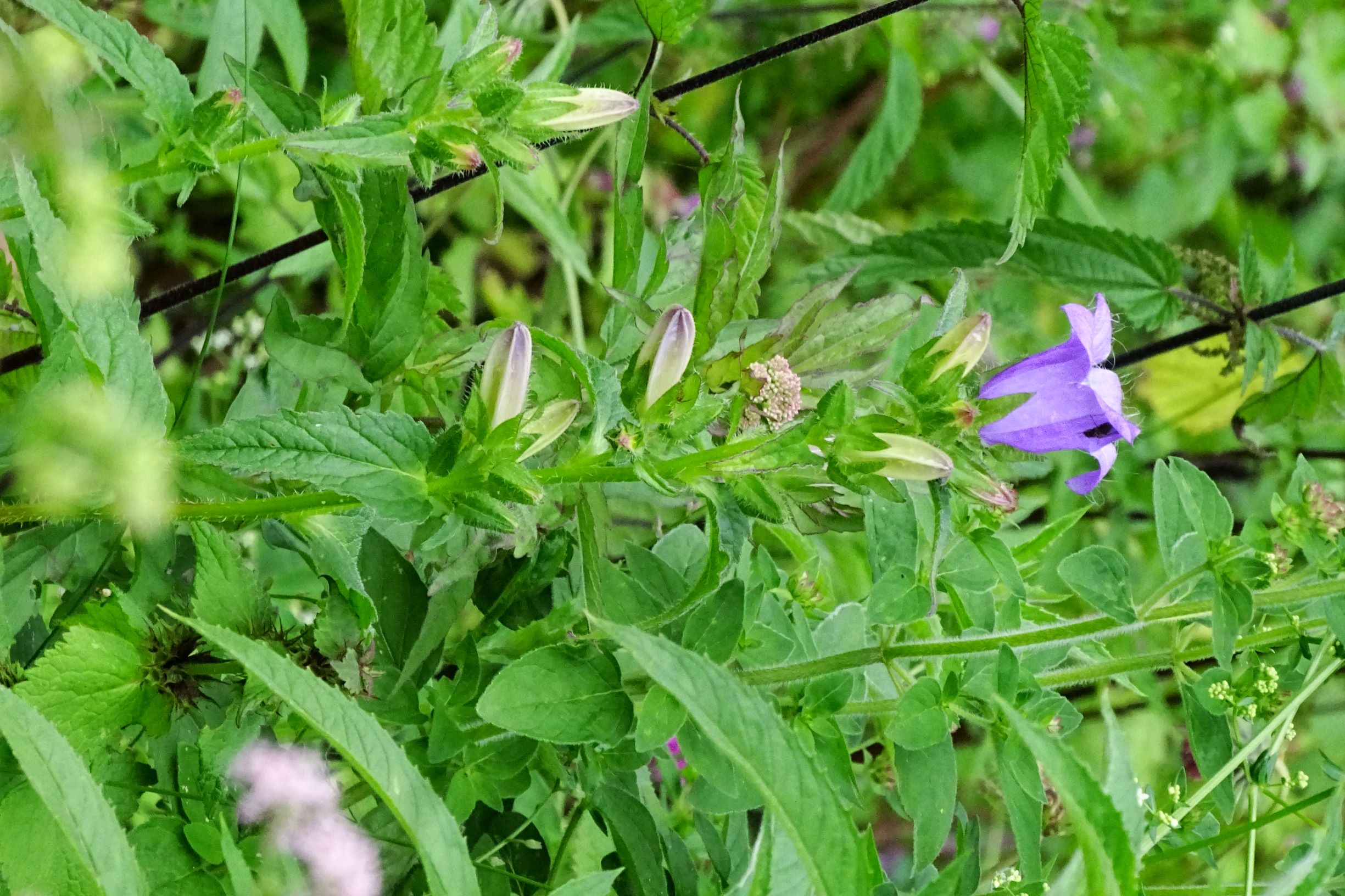 DSC07226 campanula trachelium.JPG