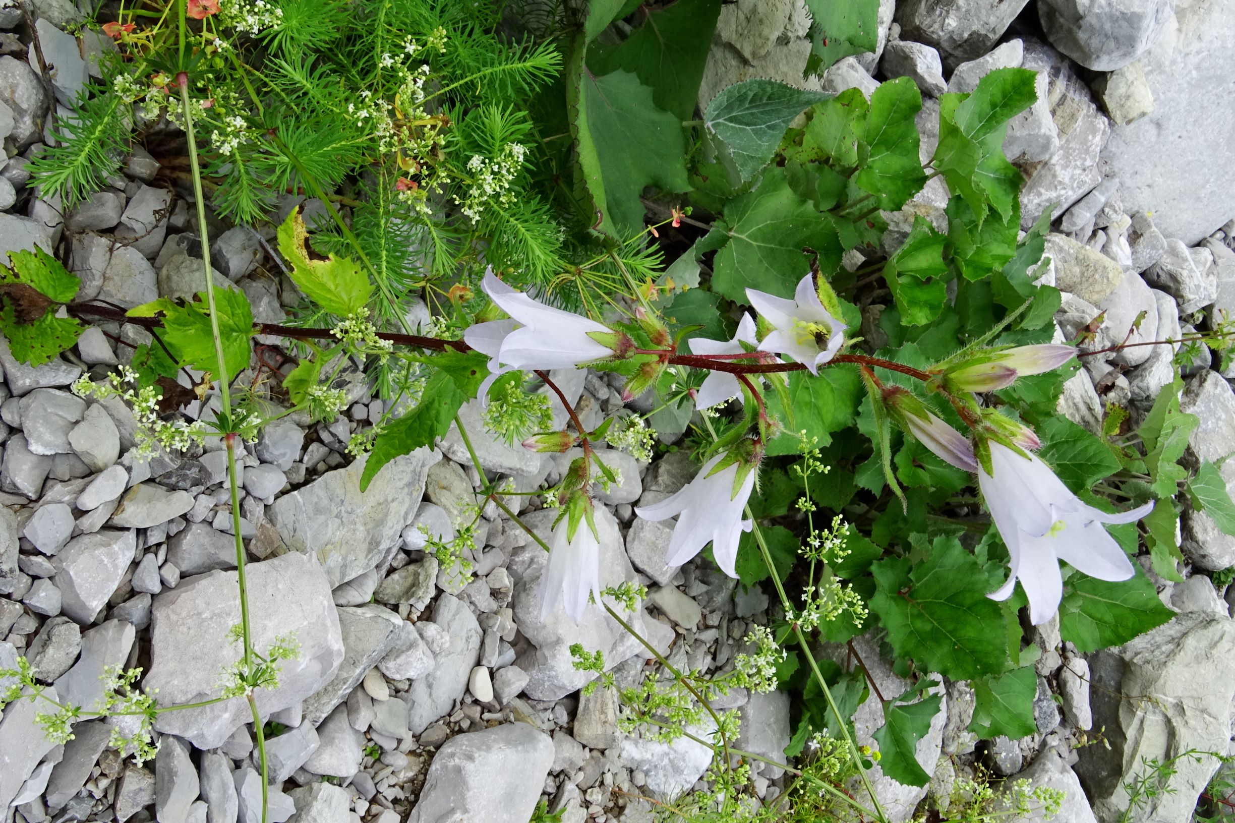 DSC07245 campanula trachelium albino.JPG