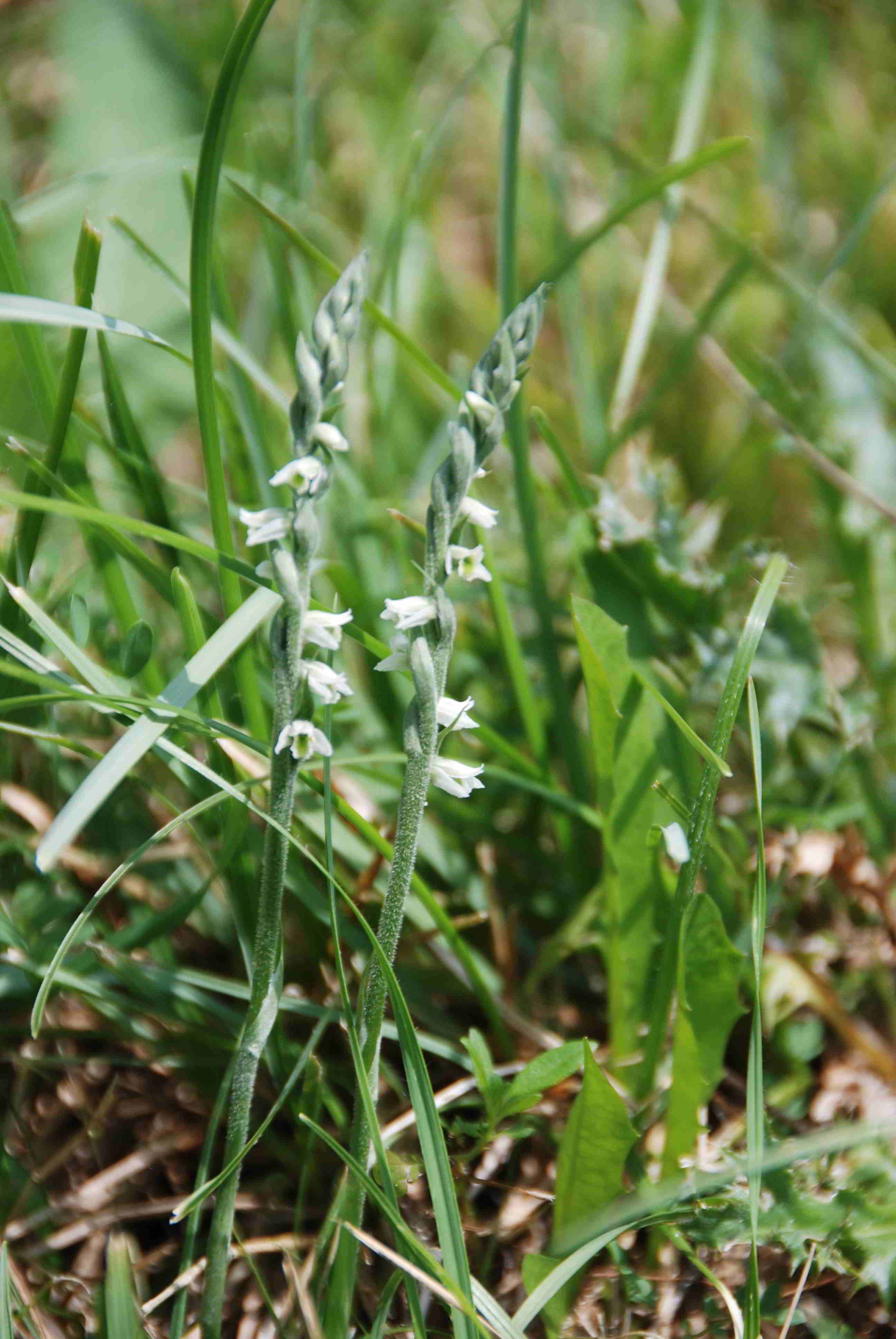 Spiranthes spiralis-26082017-(1)-Priglitz.JPG