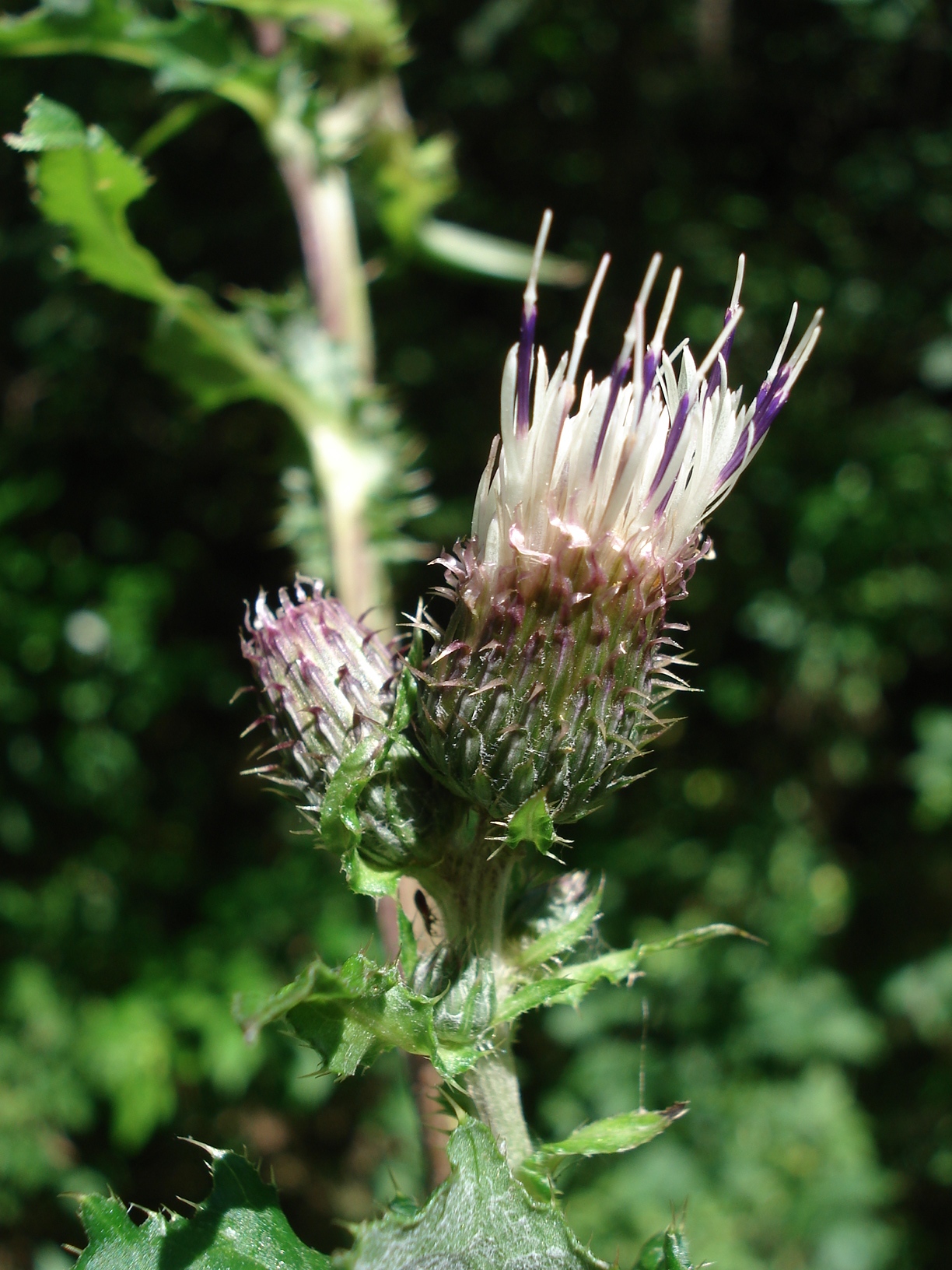 Cirsium.oleraceum x palustre.Sallegg.Rosenkogel .jpg