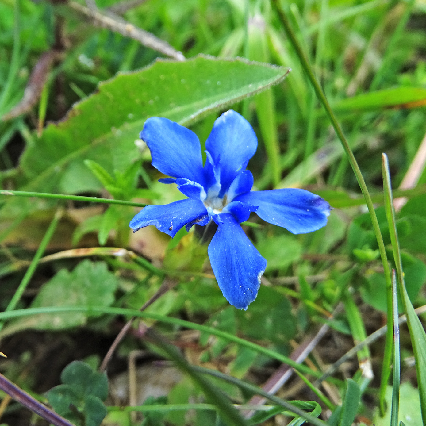 Gentiana verna_brandkogel.jpg