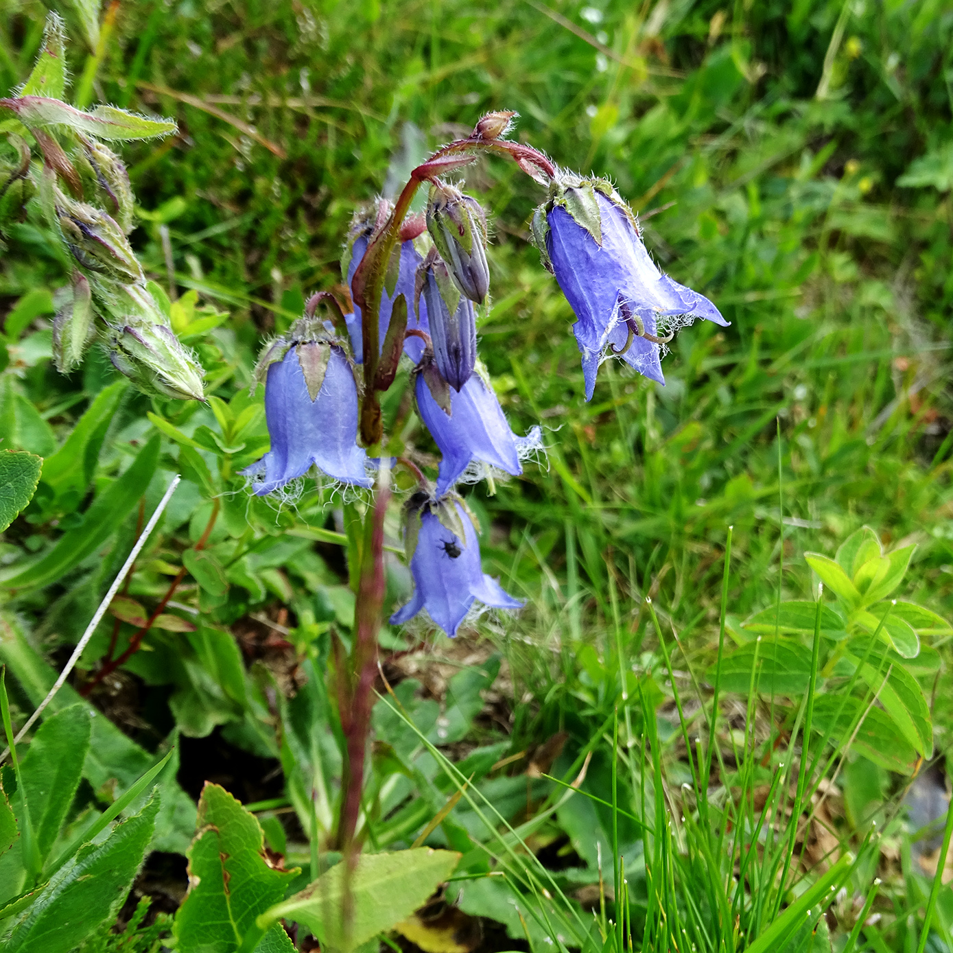 Campanula barbata_brandkogel.jpg