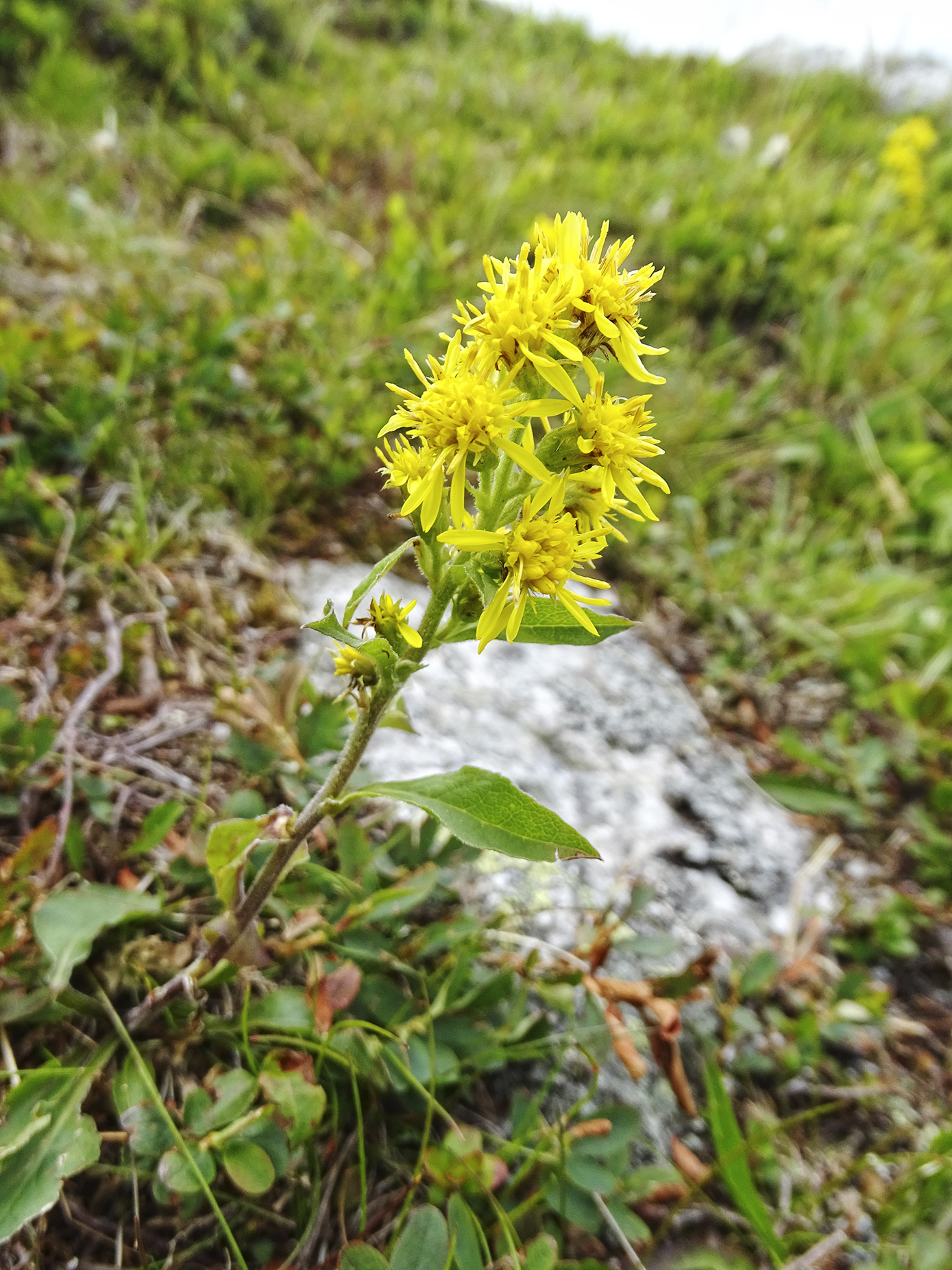 Solidago virgaurea minuta_brandkogel.jpg