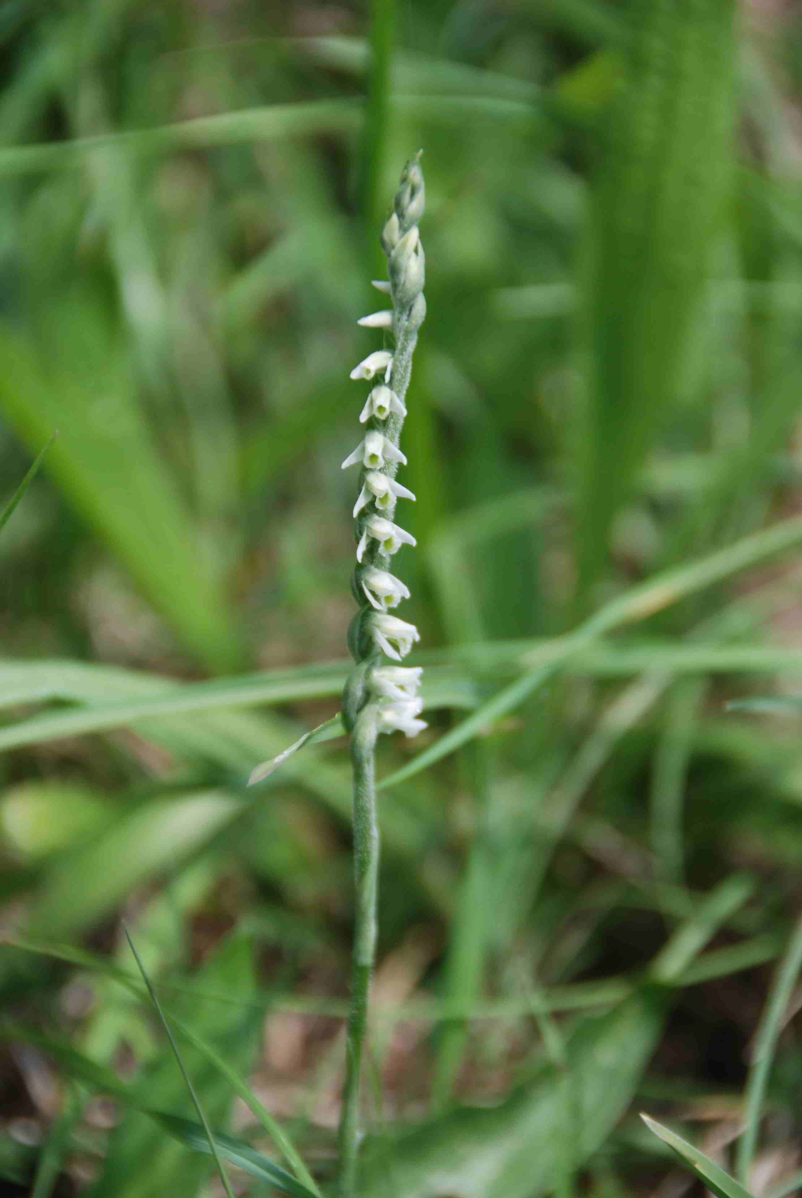 Spiranthes spiralis-26082017-(2)-Priglitz.JPG