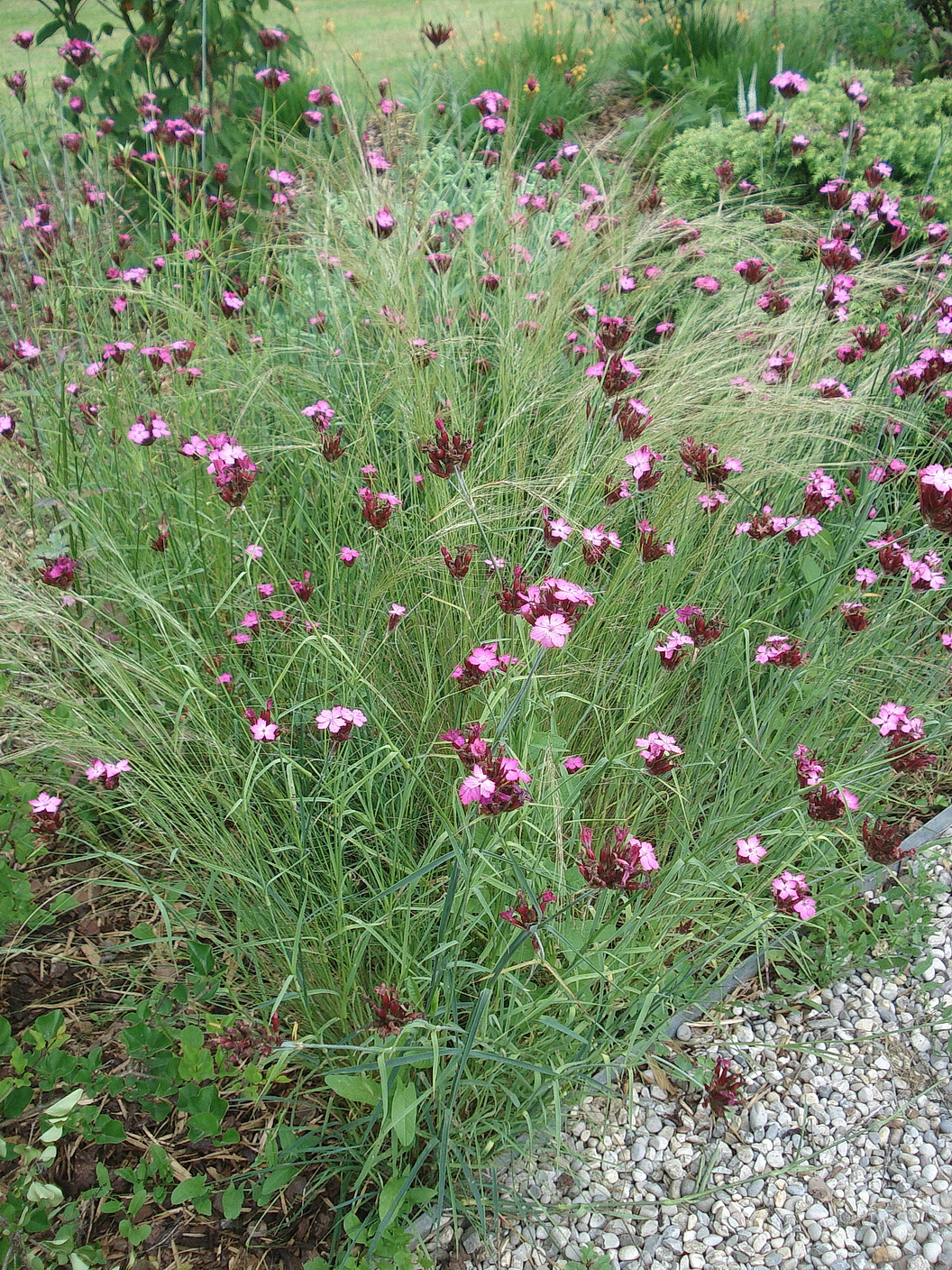 Dianthus.giganteus.im.Garten.Wies.24.6.20.JPG