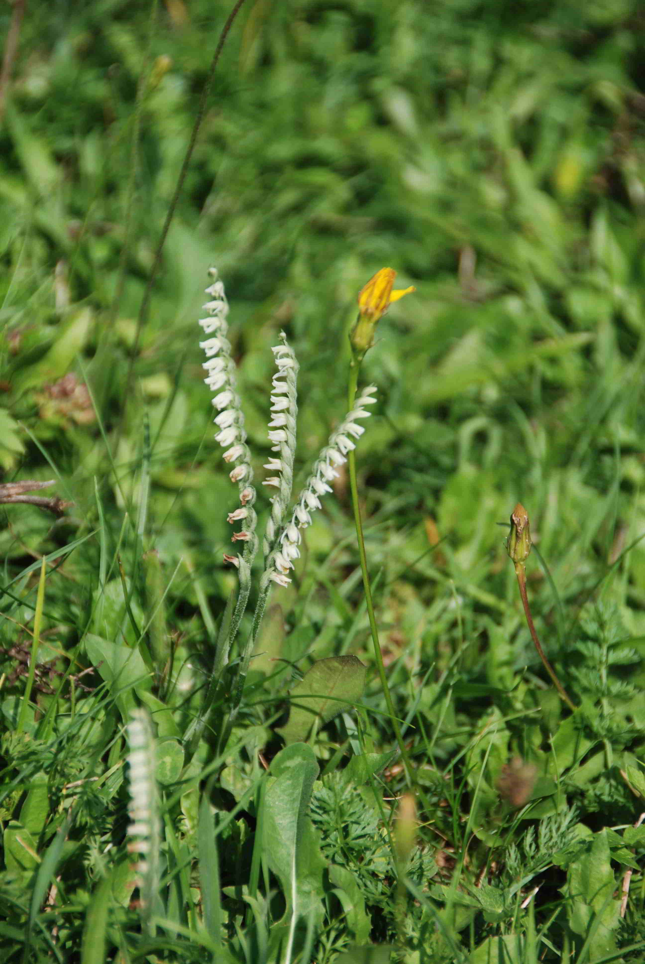 Spiranthes spiralis-26082017-(3)-Lilienfeld.JPG