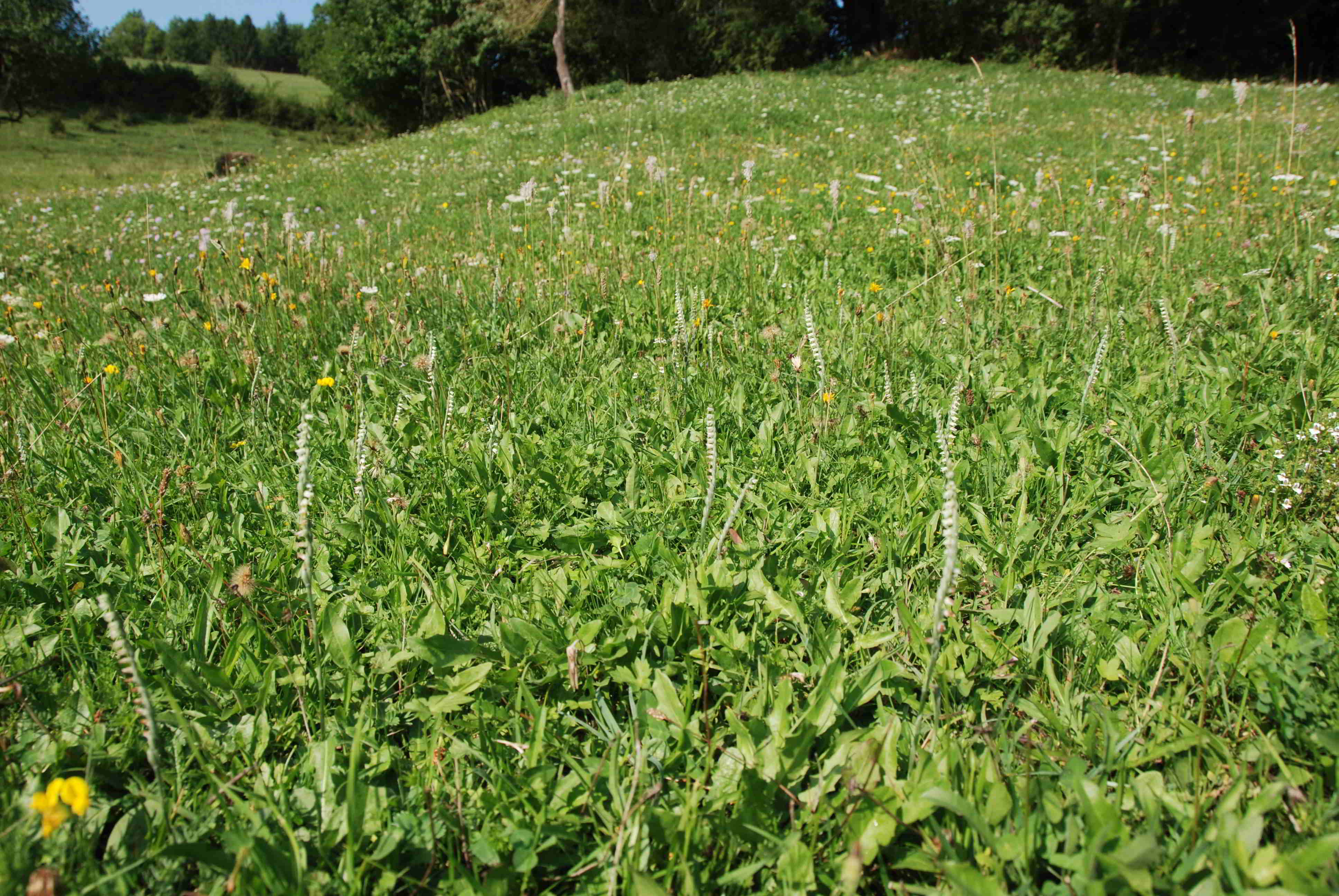 Spiranthes spiralis-26082017-(4)-Lilienfeld.JPG