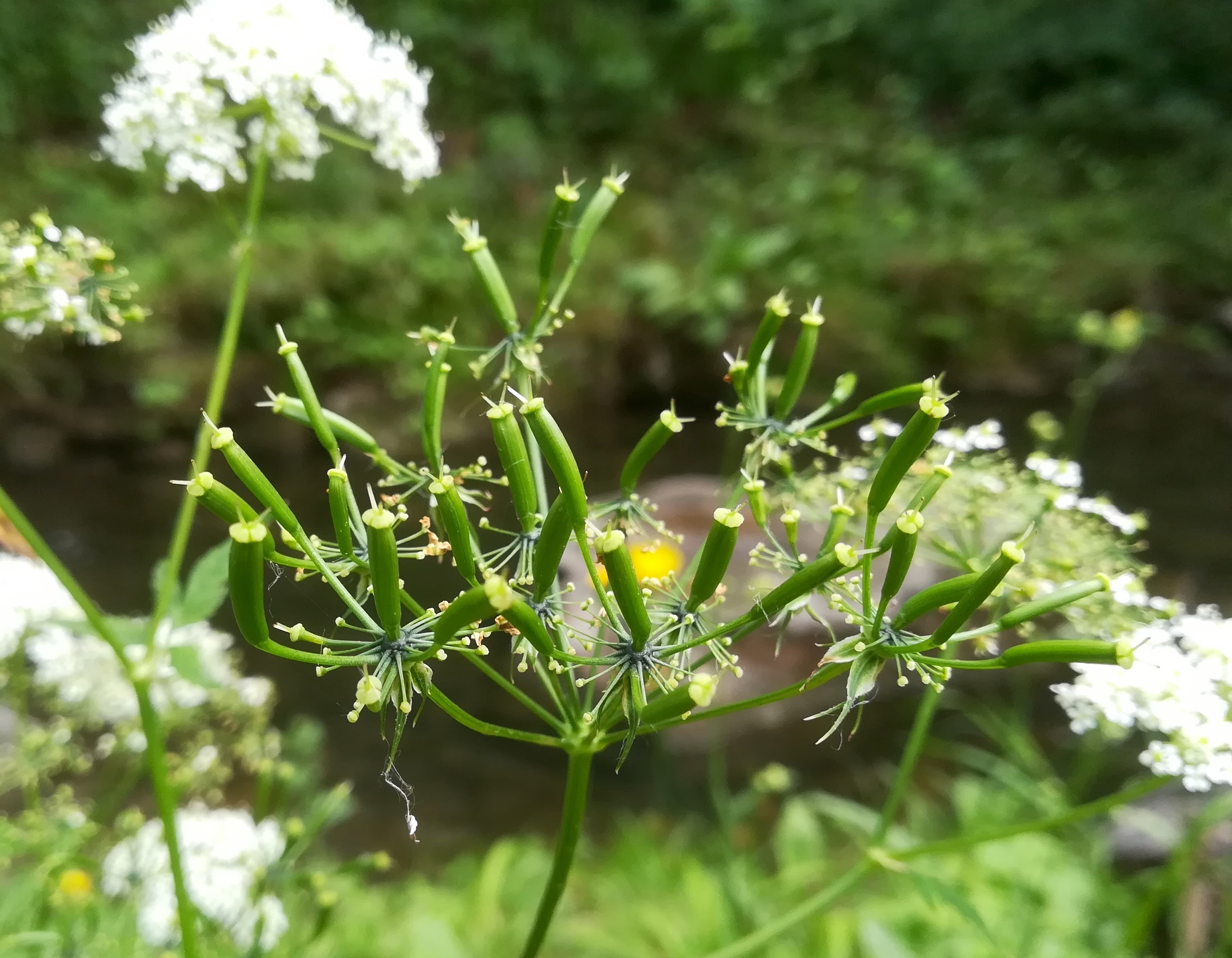 chaerophyllum aromaticum mauerbach josef-harrer-brücke mariabrunn_20200717_103246.jpg