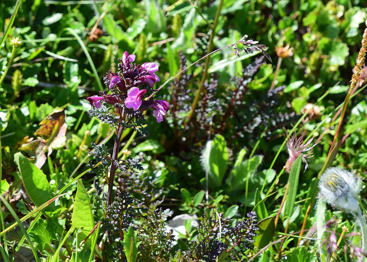 Göller-10072020-(70) - Pedicularis.JPG