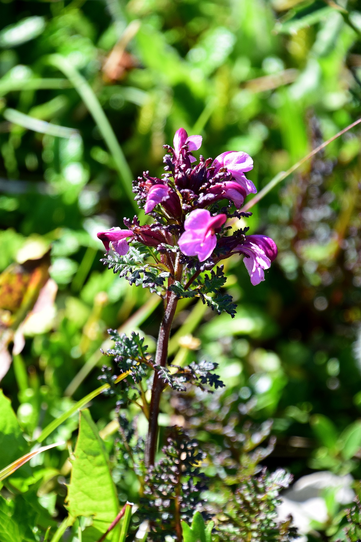 Göller-10072020-(71) - Pedicularis.JPG