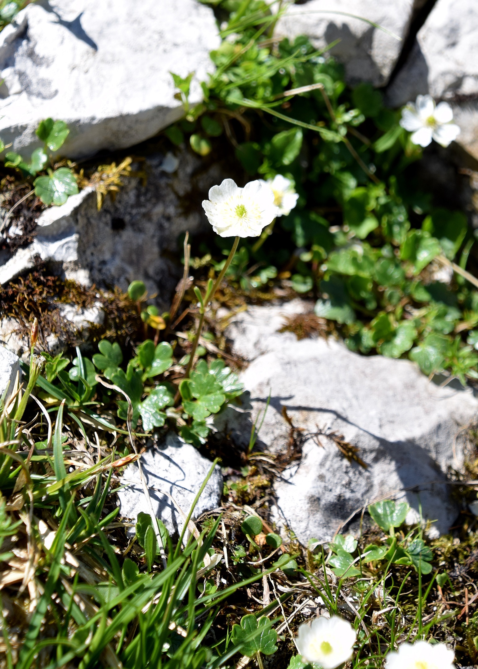 Göller-10072020-(134) - - Ranunculus alpestris - alpen Hahnenfuss.JPG