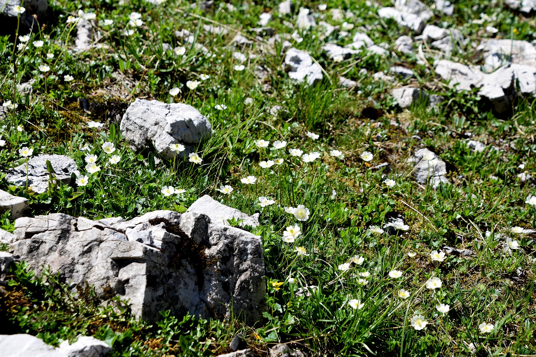 Göller-10072020-(135) - - Ranunculus alpestris - alpen Hahnenfuss.JPG