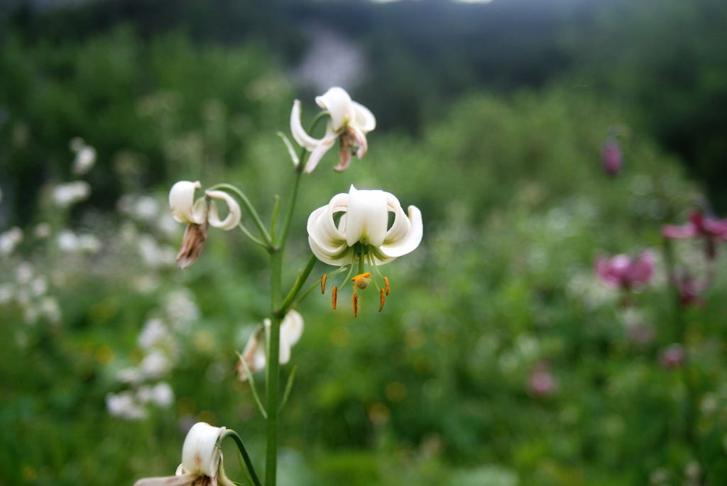 0708_199_Vellachtal_e_Lilium martagon Alba - 04072008.JPG