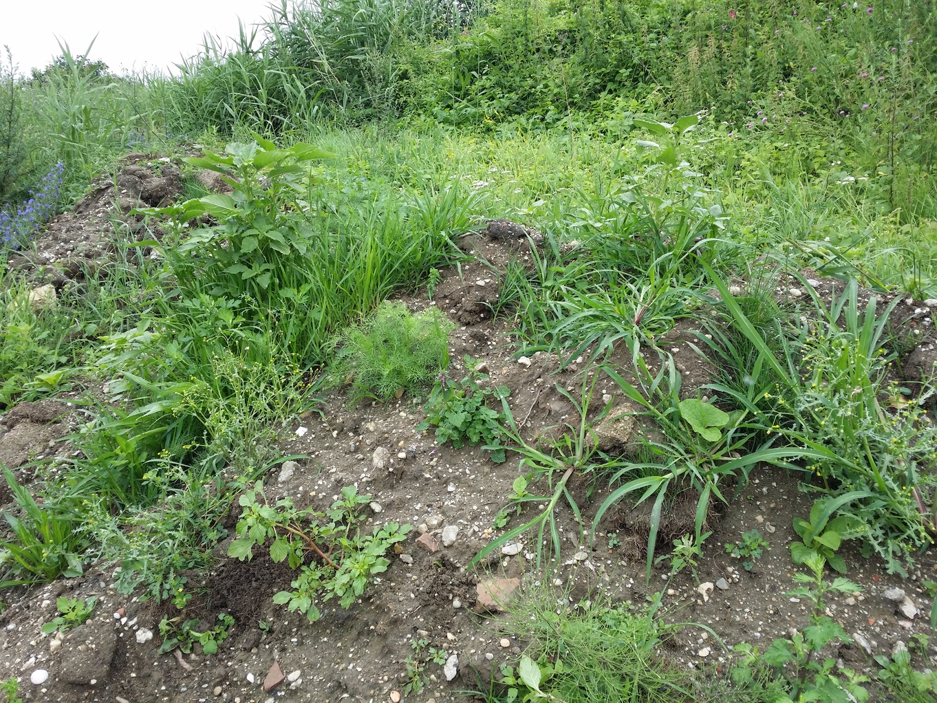 20200719_092846.jpg