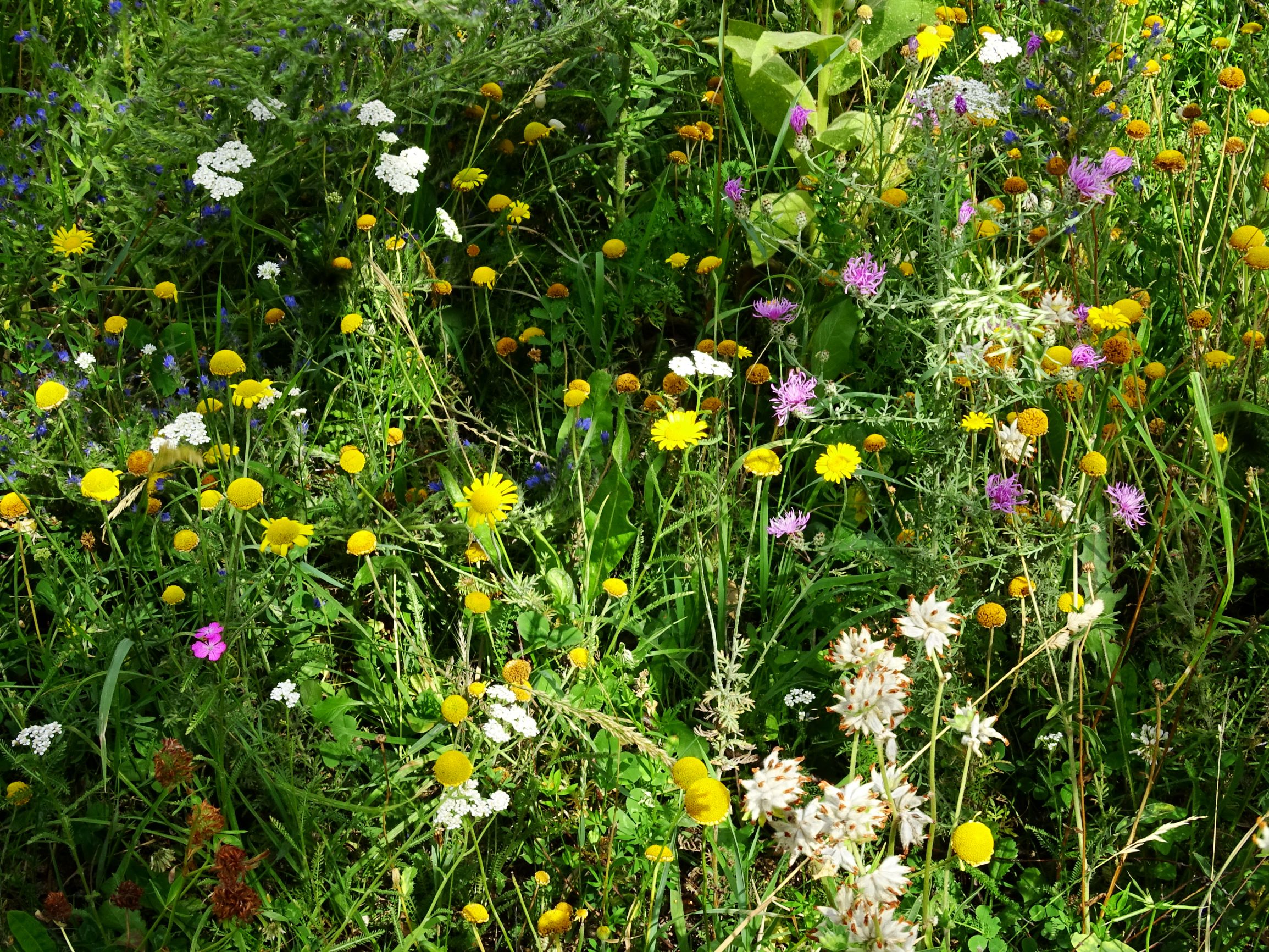 DSC08548 bb anthemis tinctoria, dianthus carthusianorum, echium vulgare, achillea millefolium agg., centaurea stoebe, anthyllis vulneraria etc.JPG