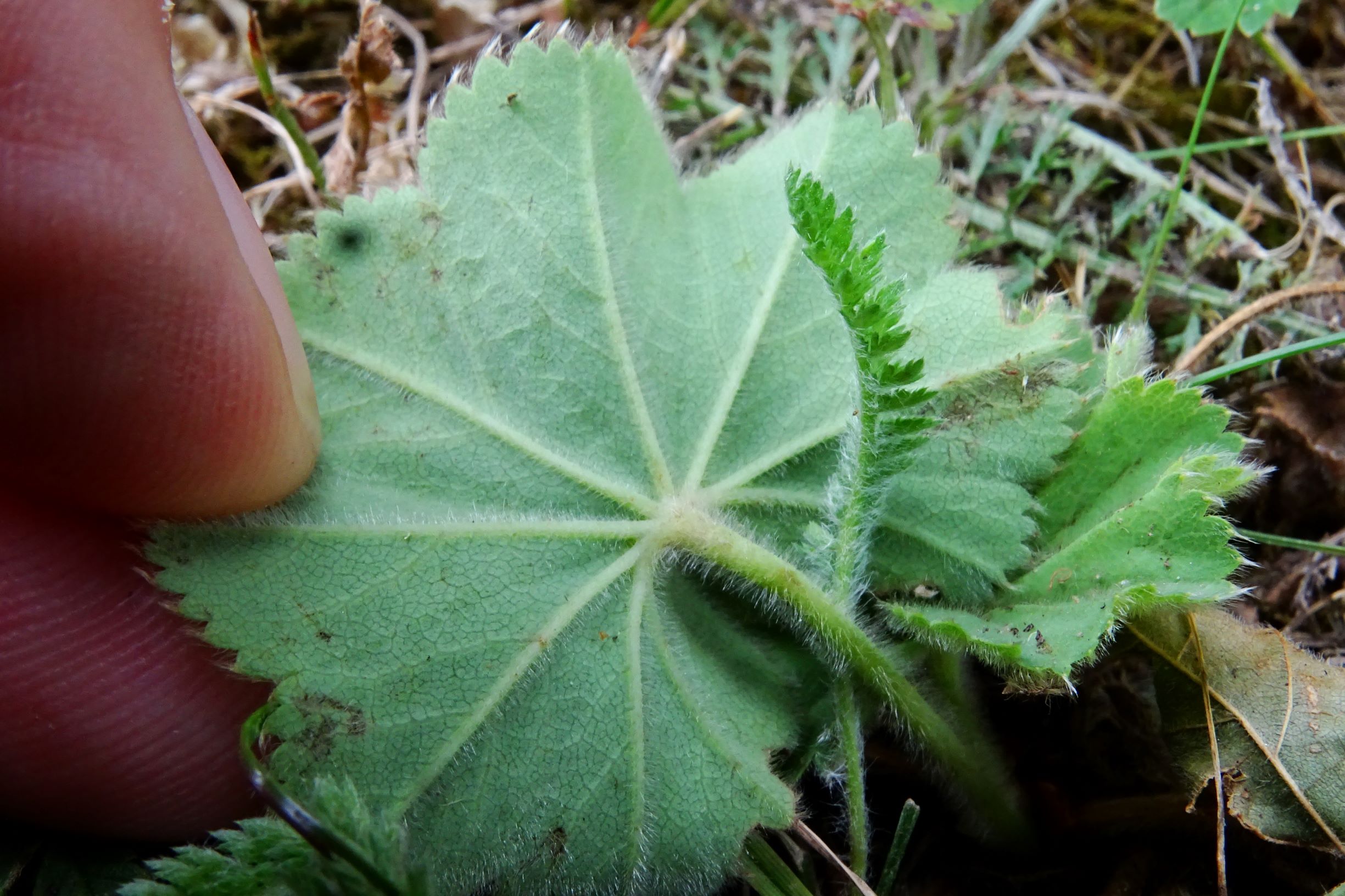 DSC08641 bb alchemilla vulgaris agg..JPG