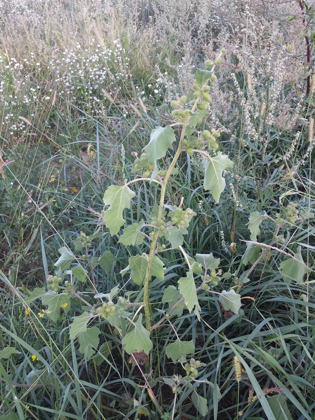 20170829_183452.jpg