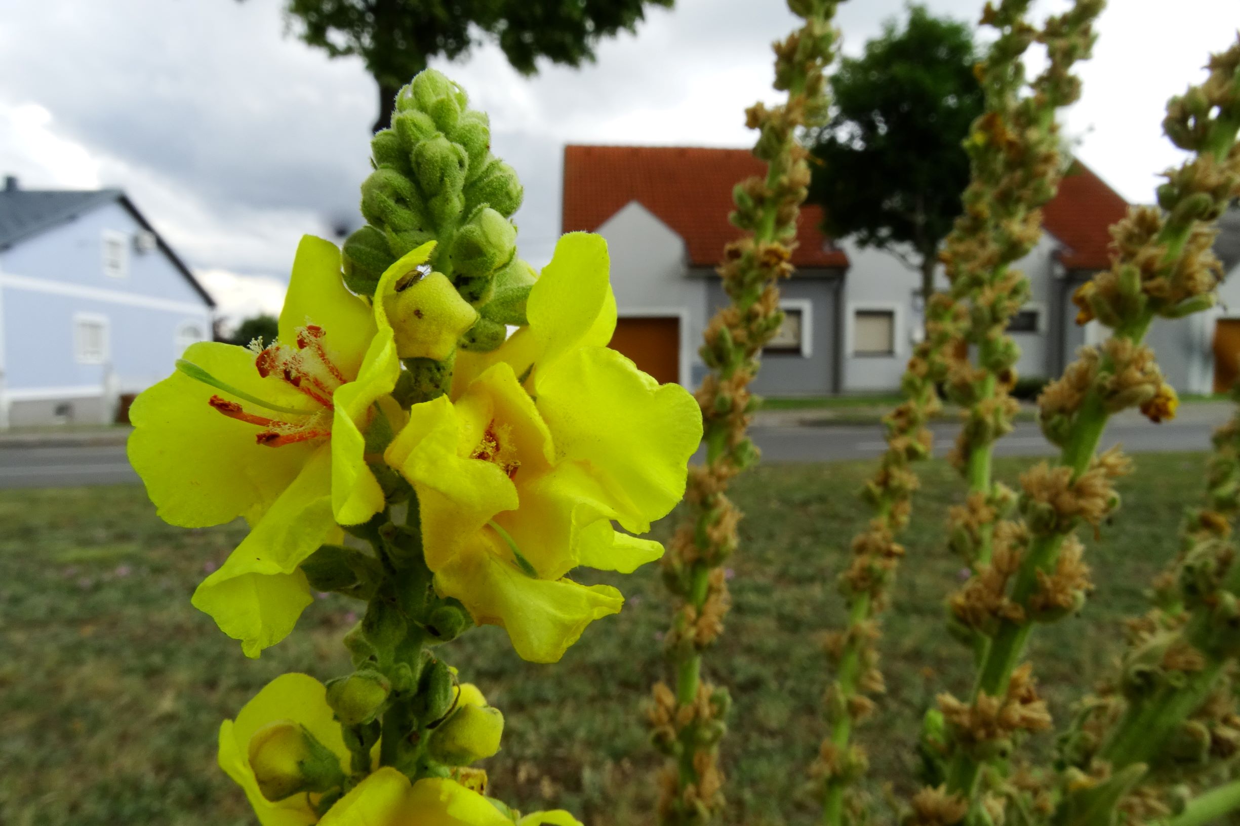 DSC08647 bb verbascum phlomoides x speciosum.JPG