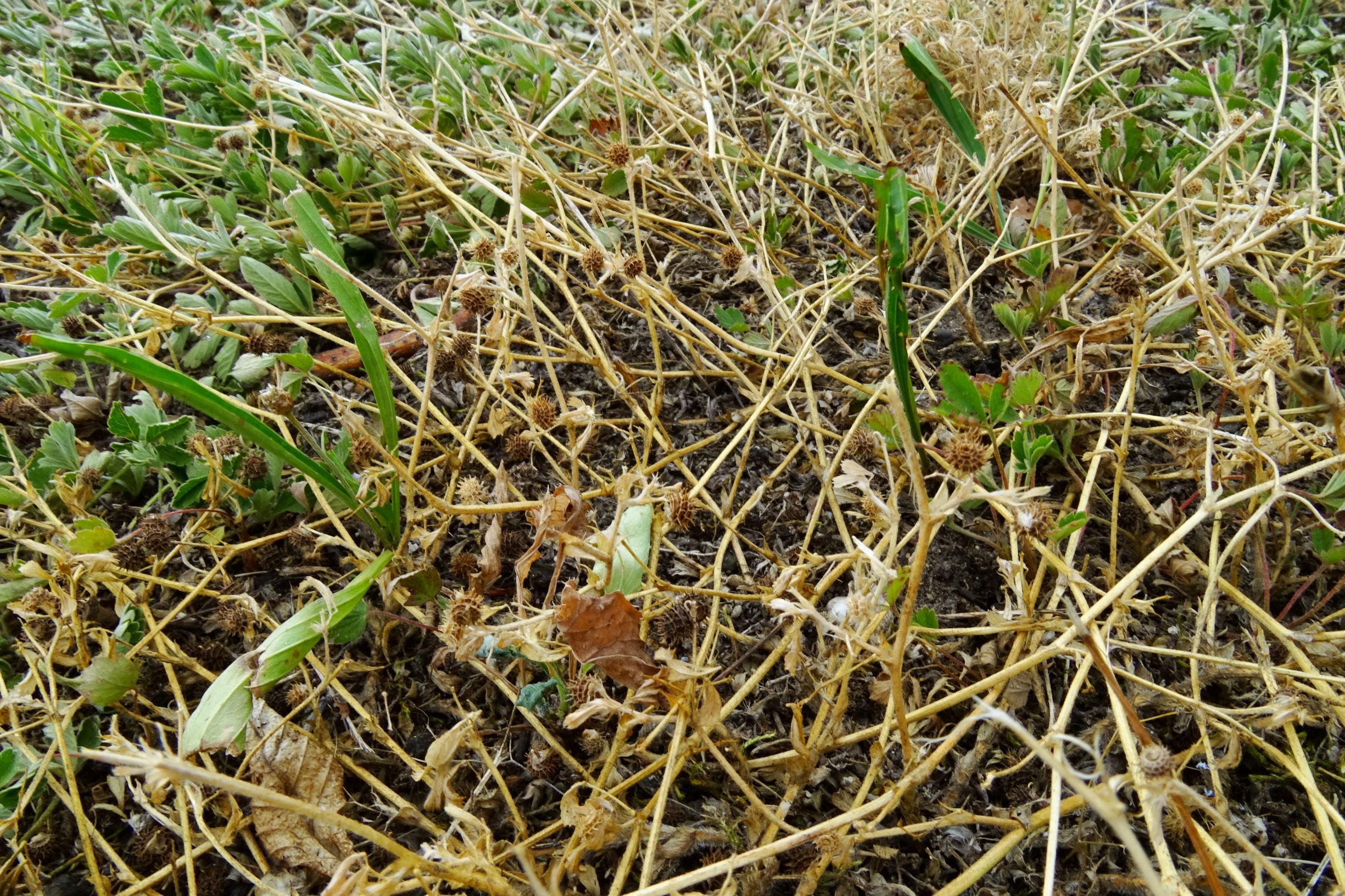 DSC08654 bb medicago minima, plantago lanceolata, potentilla incana.JPG