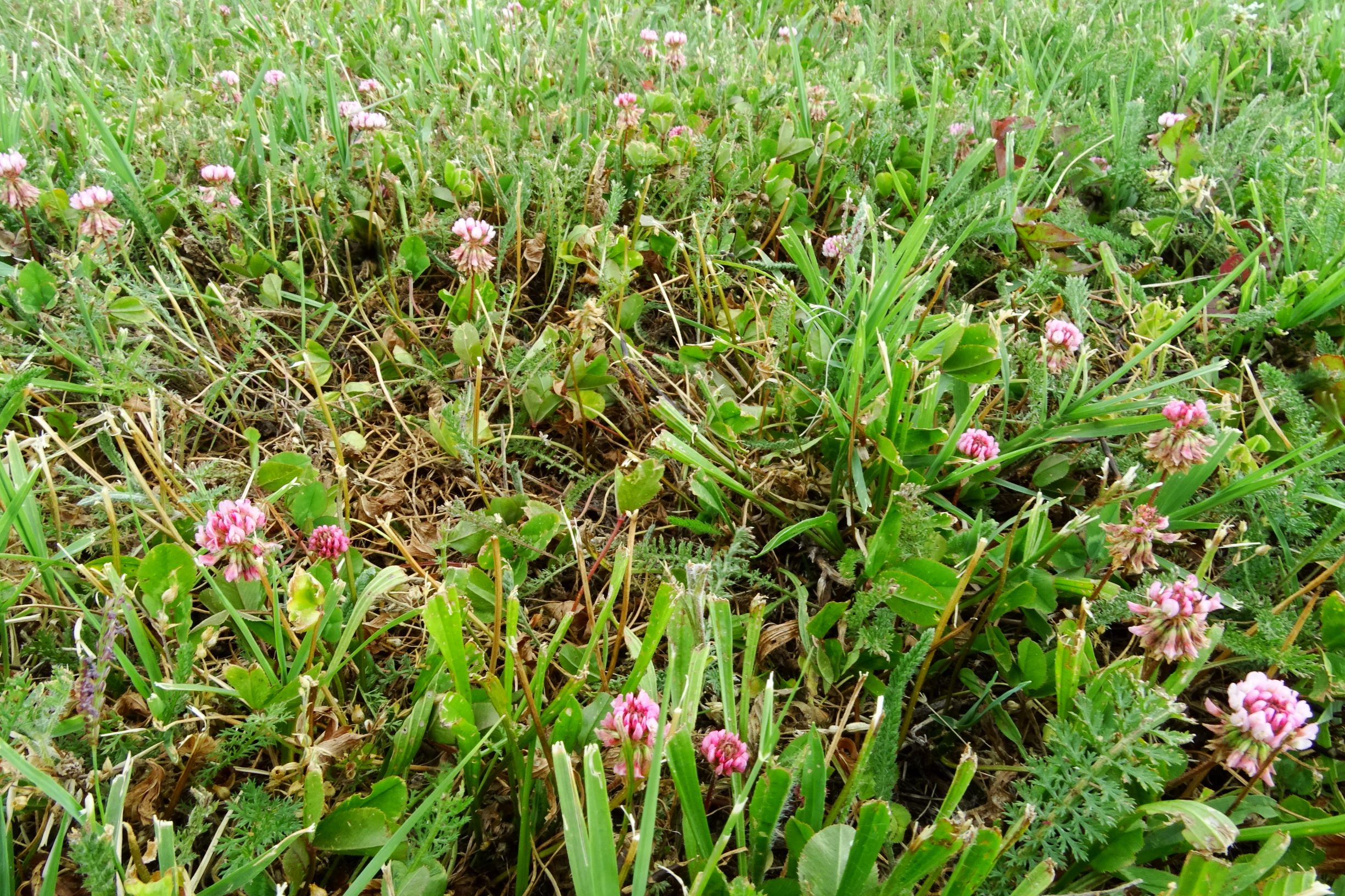 DSC08655 bb trifolium repens.JPG