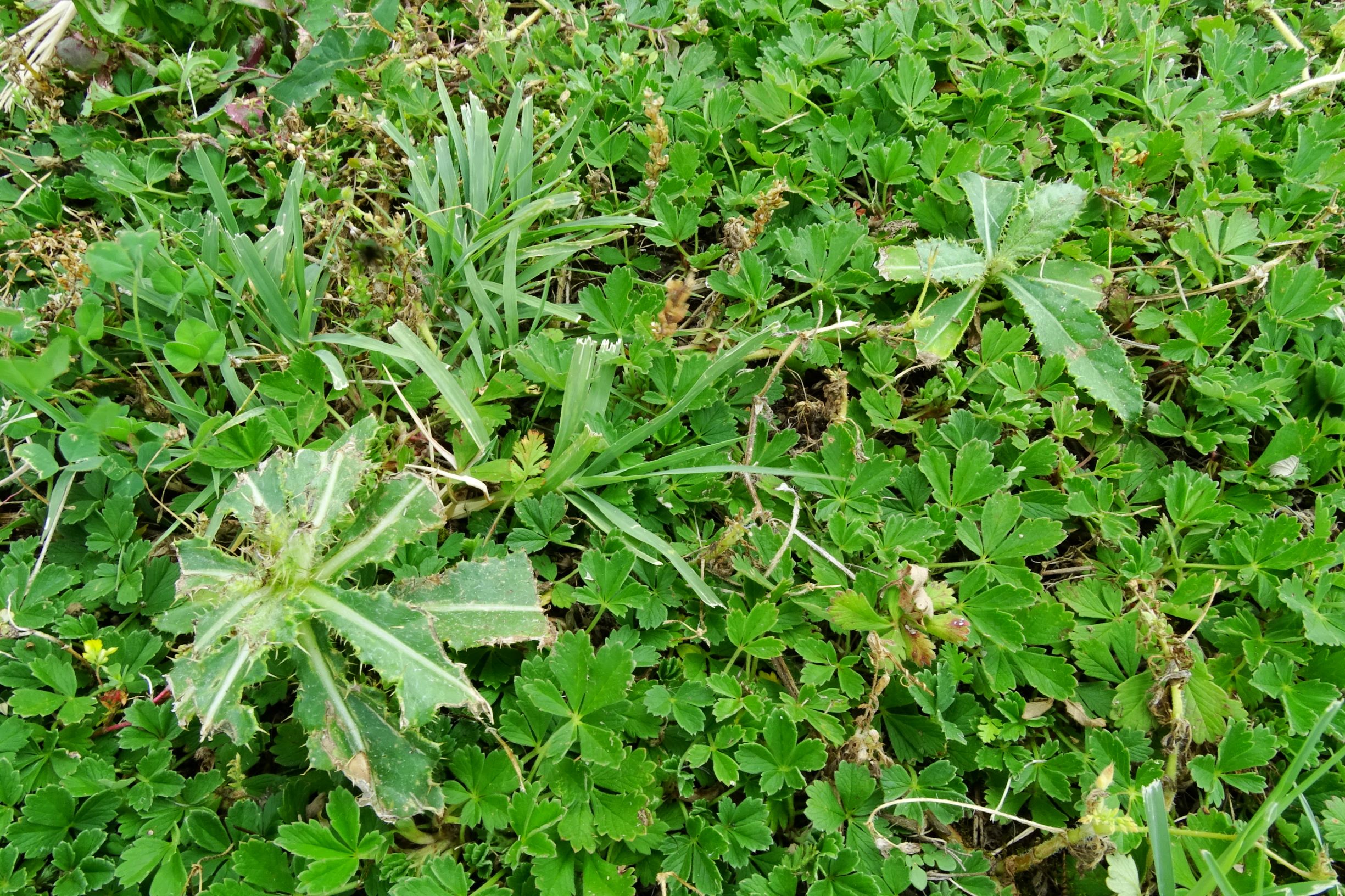 DSC08693 bb potentilla incana, cynodon dactylon, cirsium arvense in wässerrasen.JPG