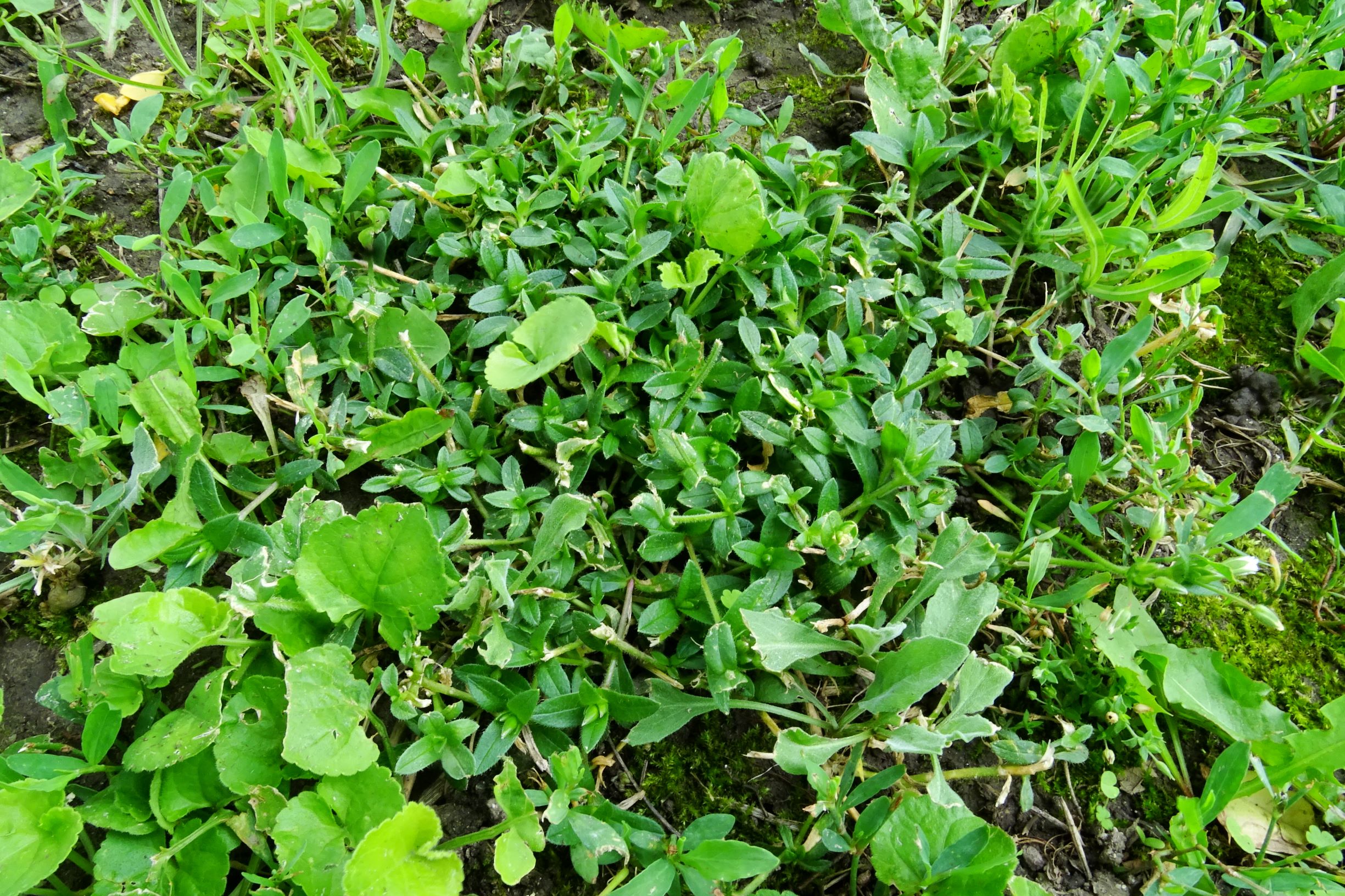 DSC08707 bb cerastium holosteoides, viola cf. suavis, berteroa incana etc. in wässerrasen.JPG