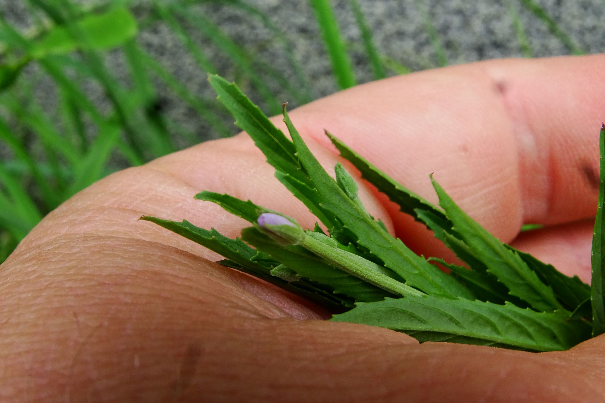 DSC08742 bb epilobium sp..JPG