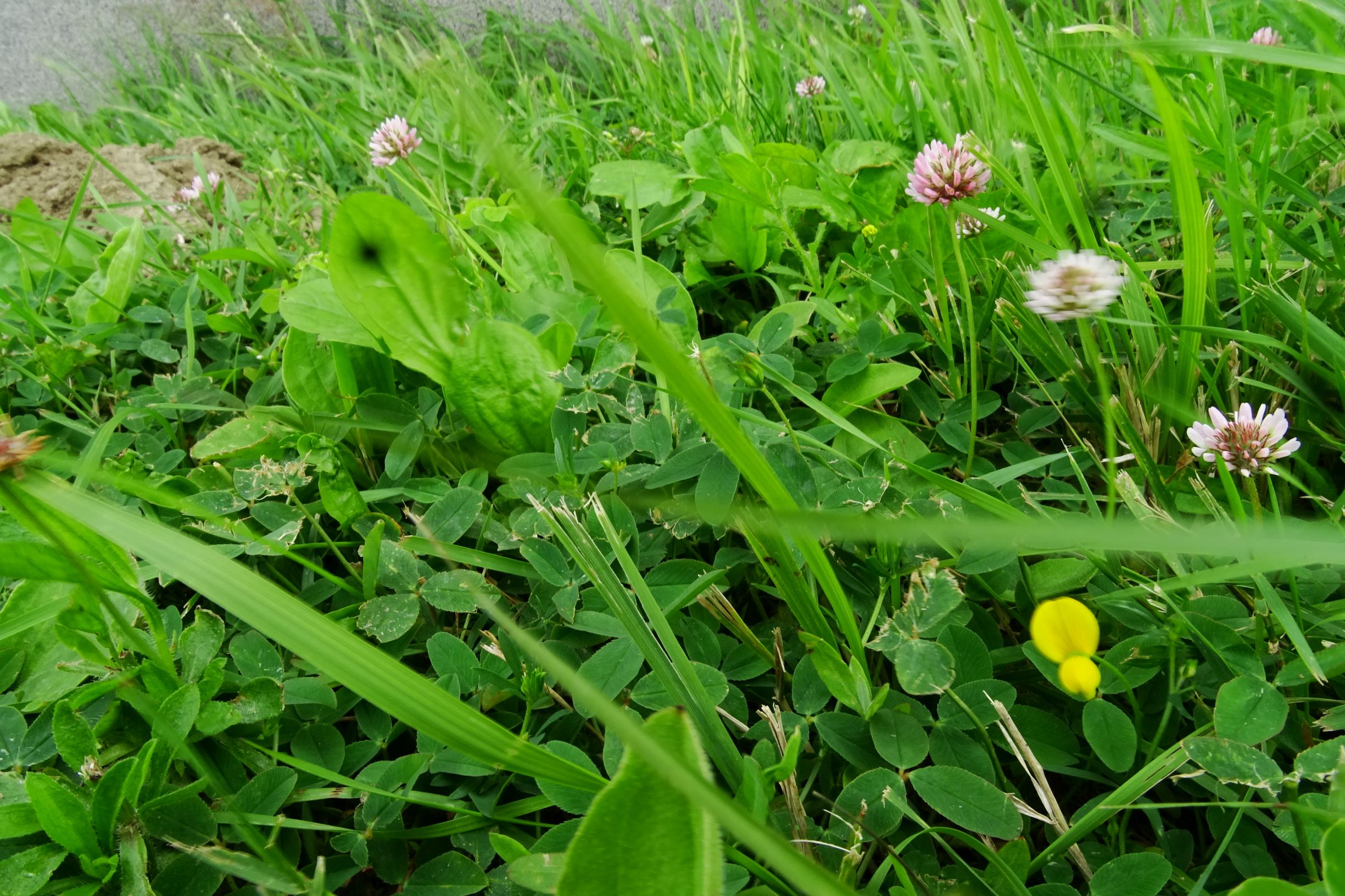 DSC08748 bb trifolium fragiferum.JPG